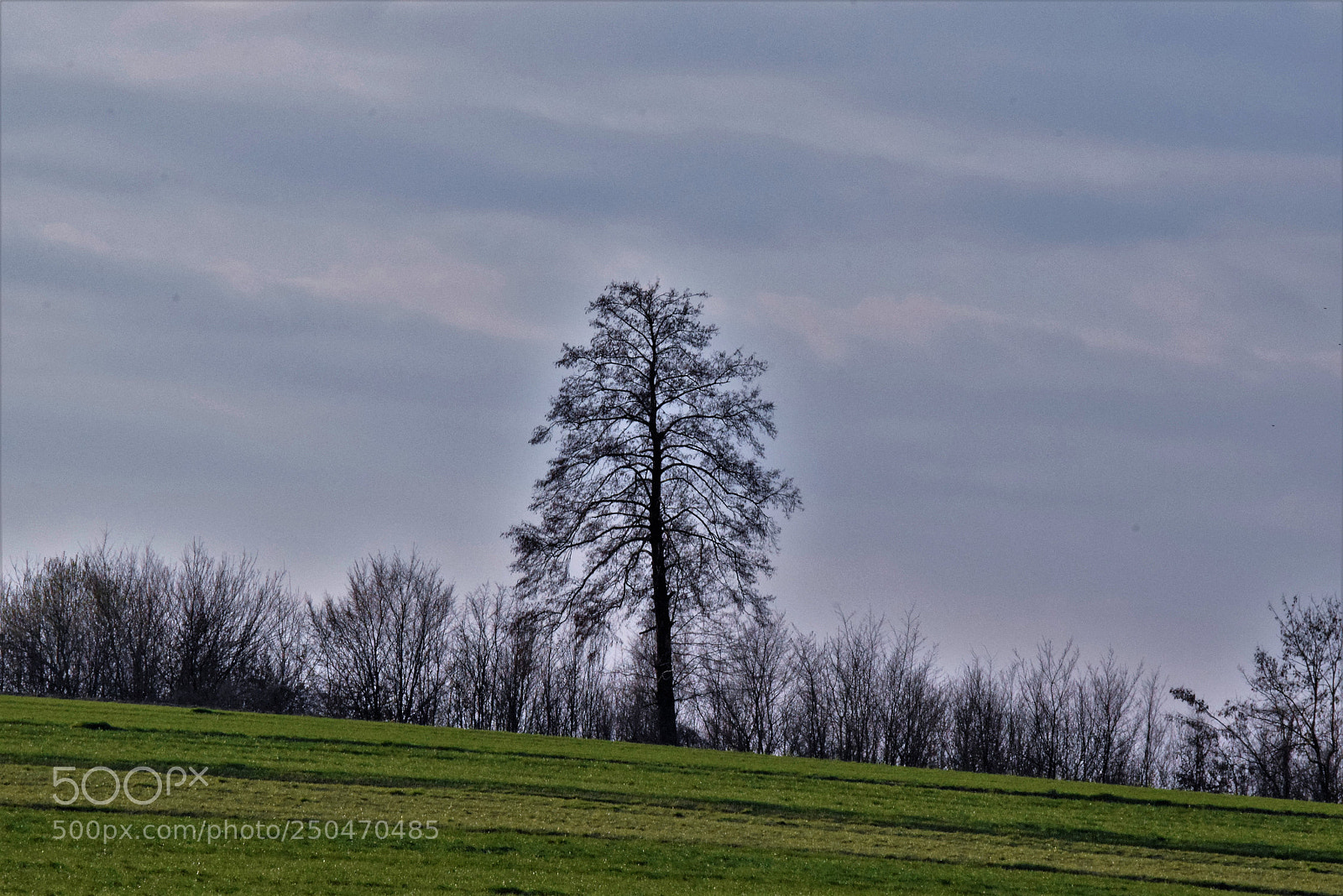 Nikon D3300 sample photo. Tree photography