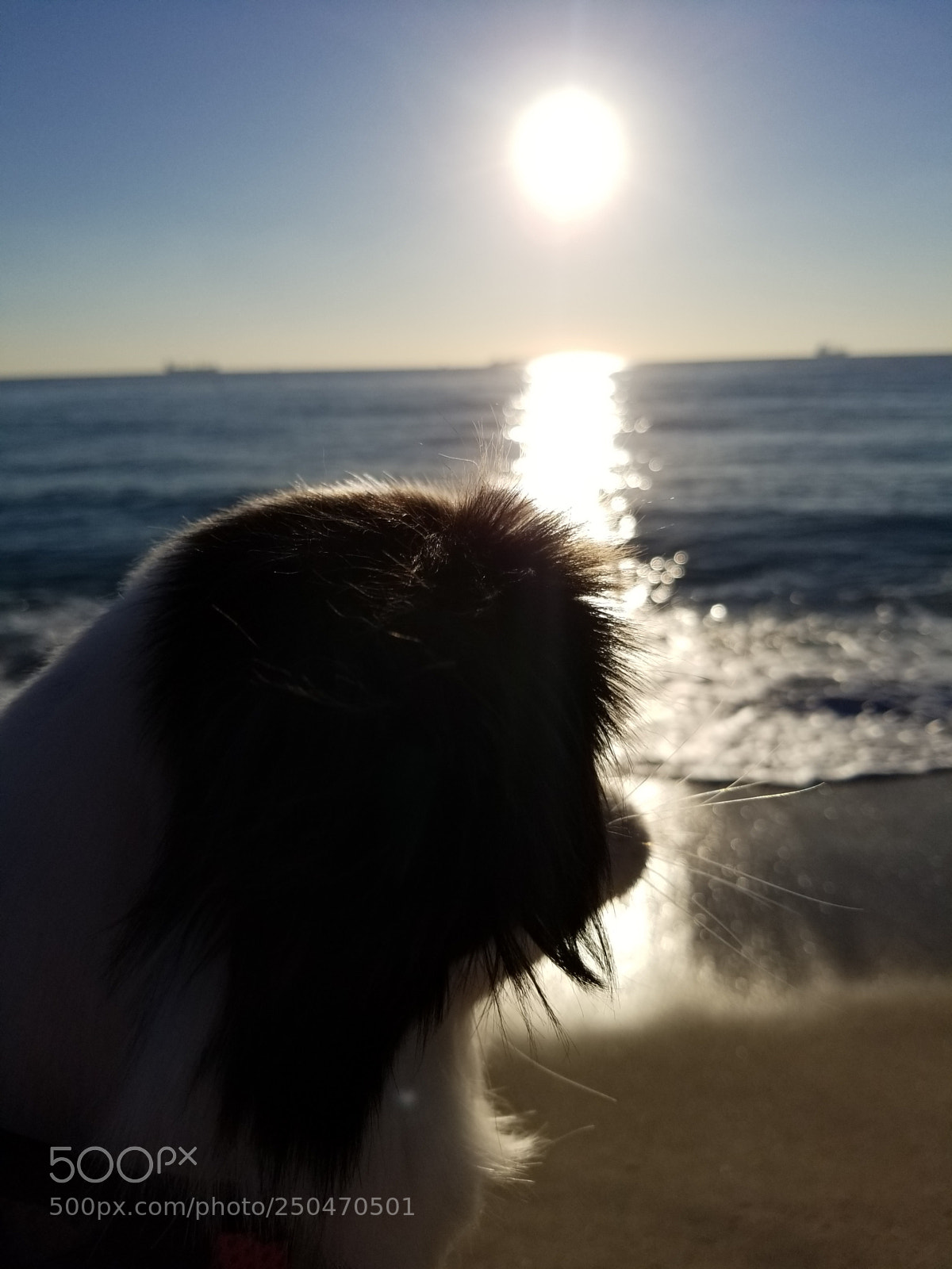 Samsung Galaxy S8 sample photo. Untitled photography