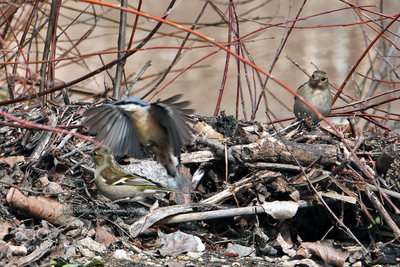 Sony Cyber-shot DSC-RX10 IV sample photo. Two common chaffinch fringilla photography