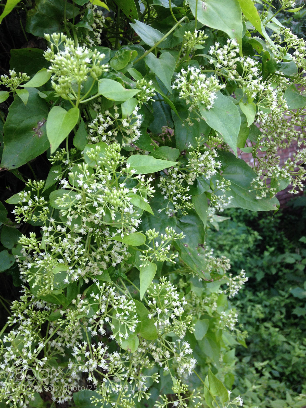 Apple iPhone 5c sample photo. Untitled photography