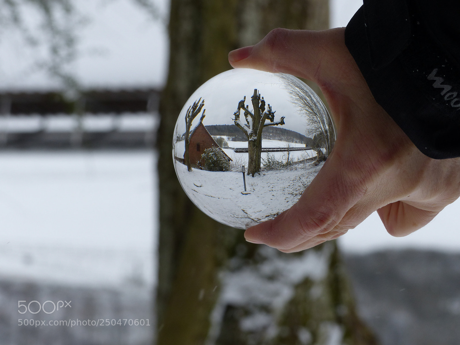 Panasonic Lumix DMC-FZ200 sample photo. Tree in a ball photography