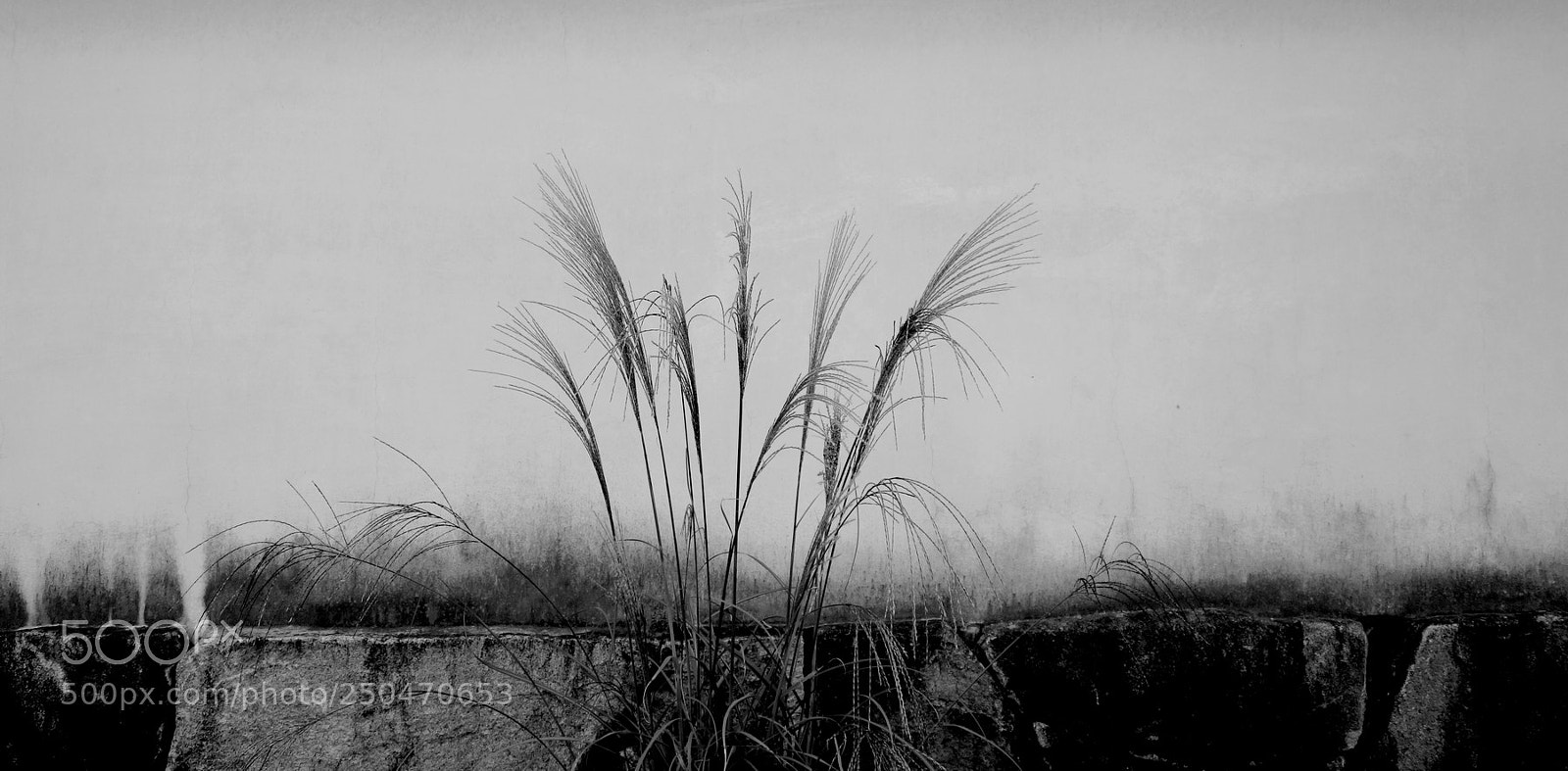 Sony Cyber-shot DSC-RX100 sample photo. Encre japonaise photography