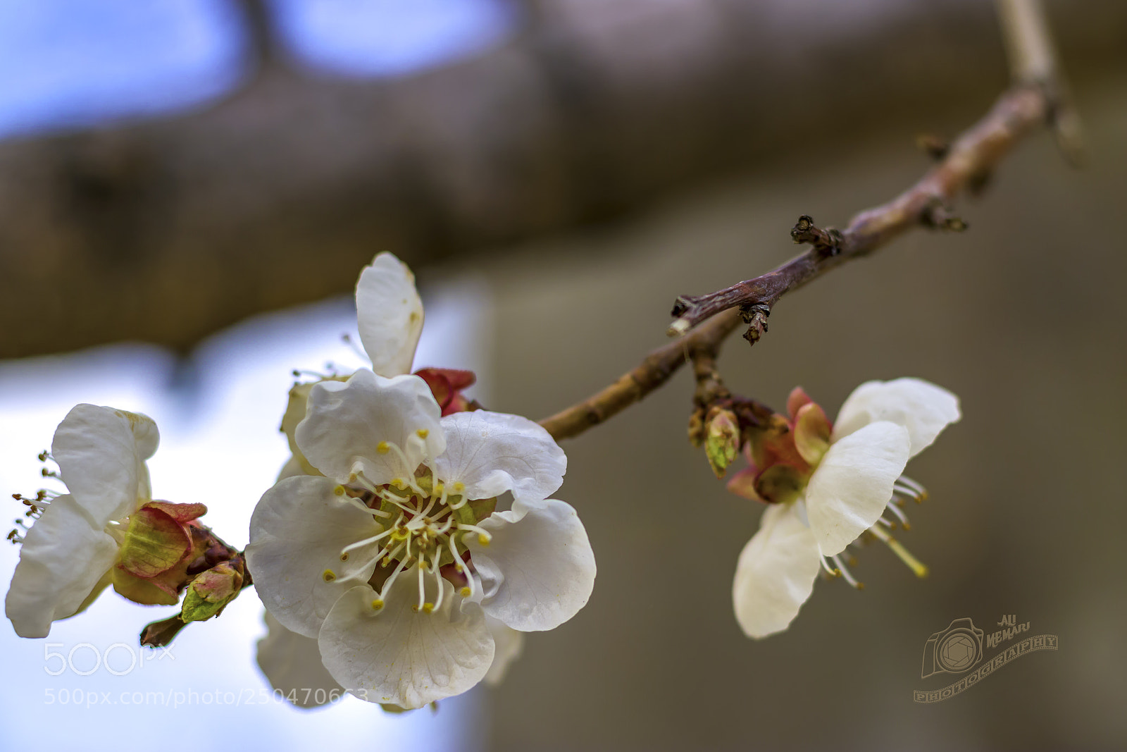 Canon EOS 760D (EOS Rebel T6s / EOS 8000D) sample photo. خوش به حال روزگار photography