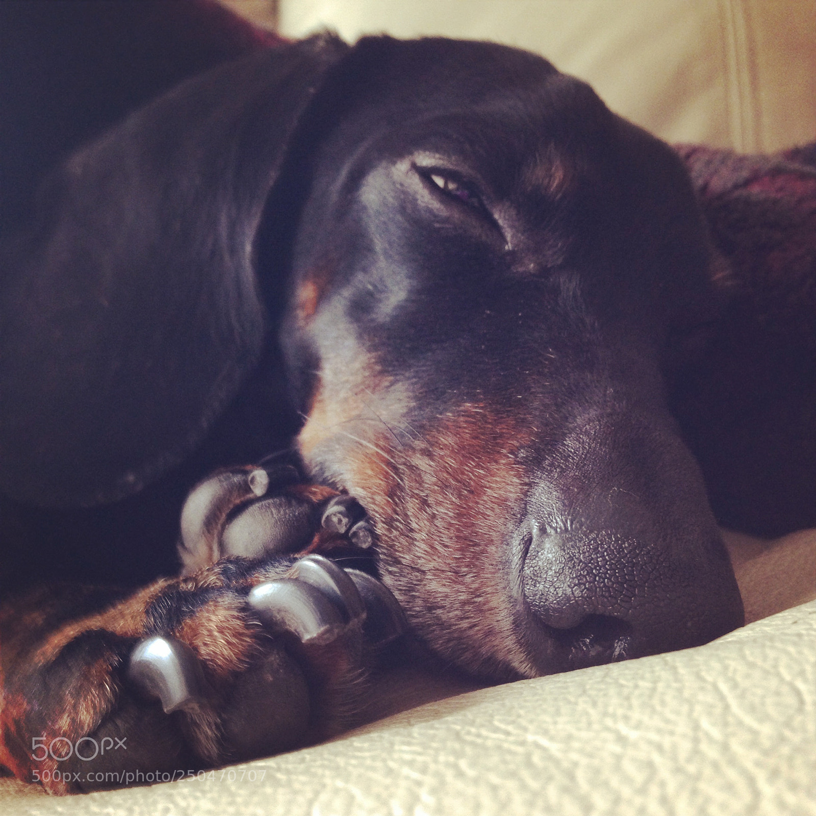 Apple iPhone 5 sample photo. National dog day photography