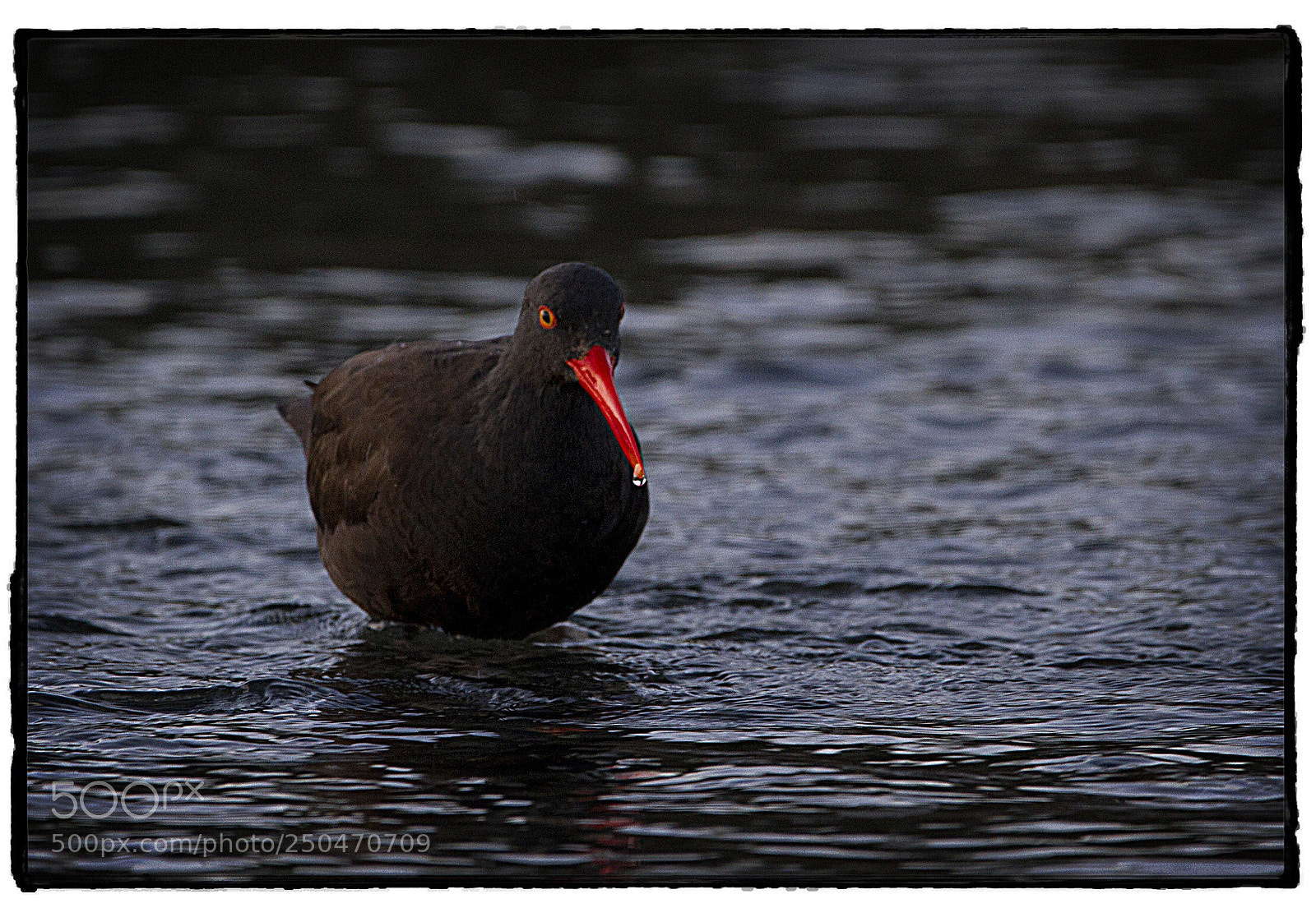 Canon EOS 7D sample photo. Black oystercatcher  photography