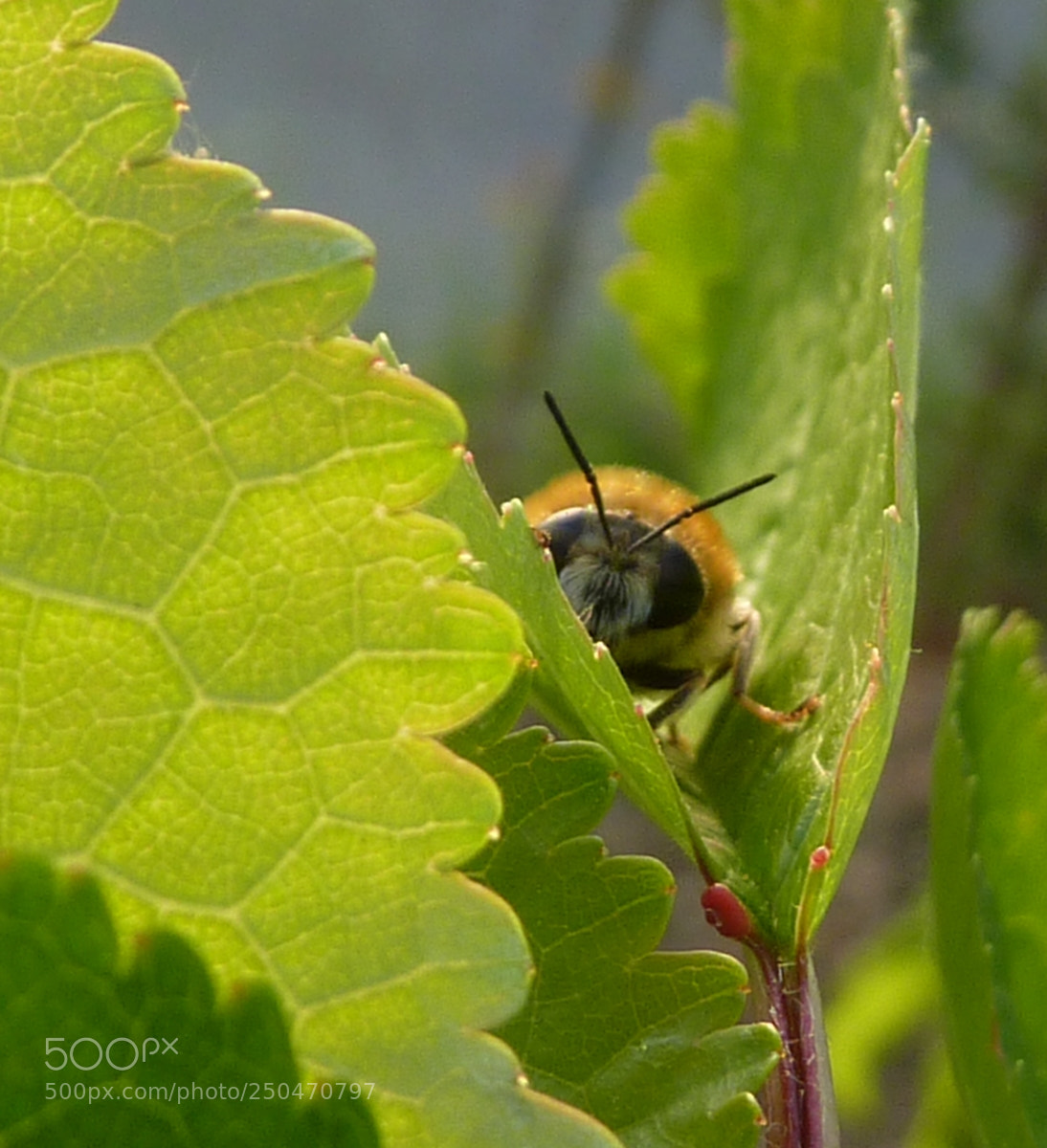 Panasonic DMC-TZ7 sample photo. Bee hiden photography