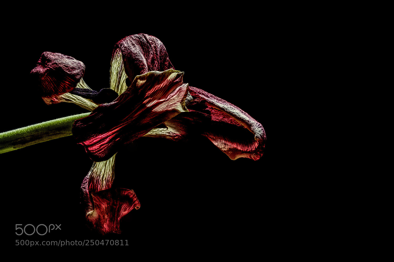Nikon D5500 sample photo. Red tulip photography