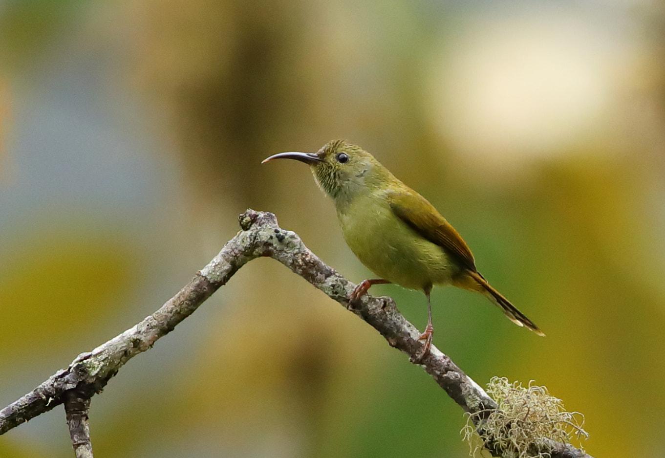 Canon EOS 5D Mark IV + Canon EF 500mm F4L IS II USM sample photo. Sun bird - female photography