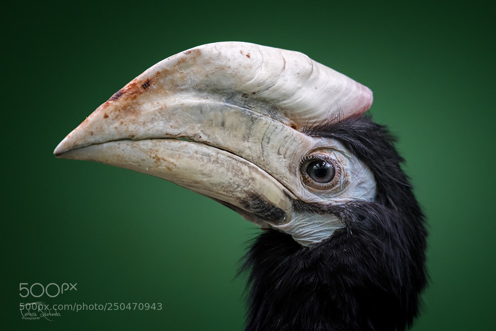 Nikon D750 sample photo. The palawan hornbill anthracoceros photography