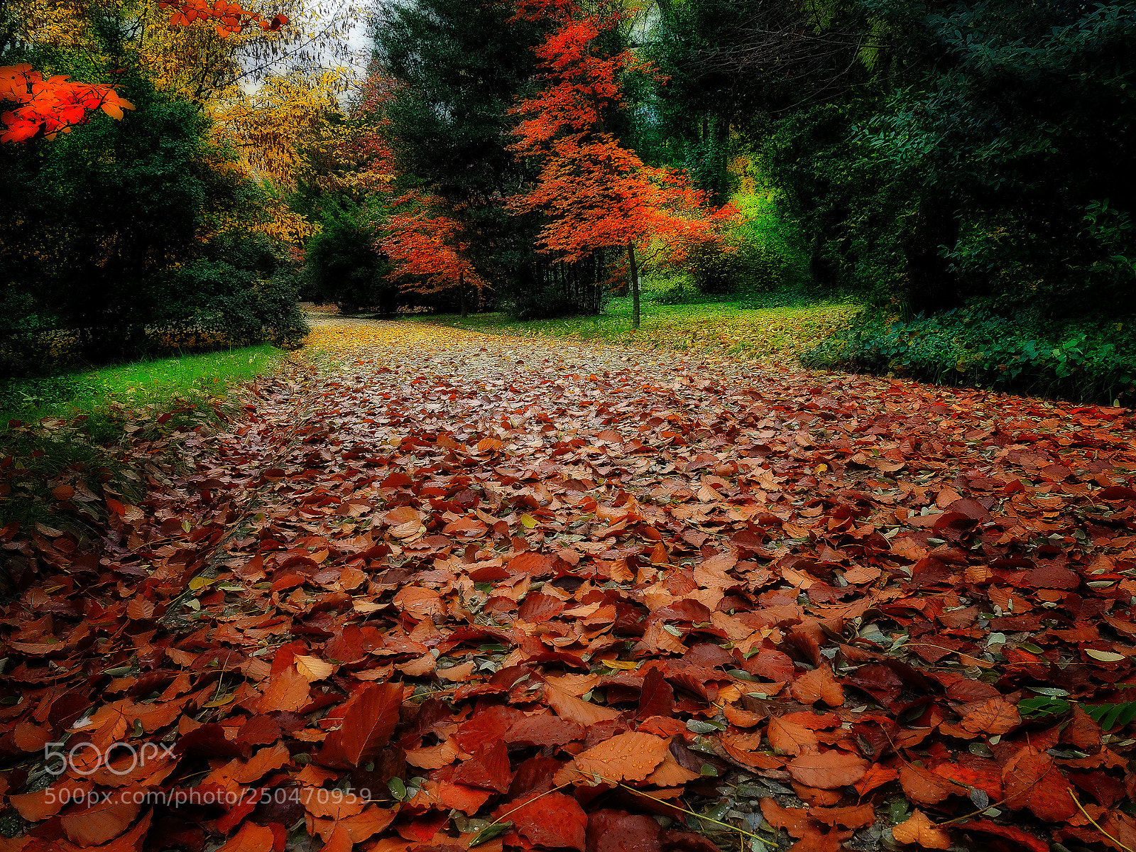 Olympus OM-D E-M5 II sample photo. Suelo de otoño photography