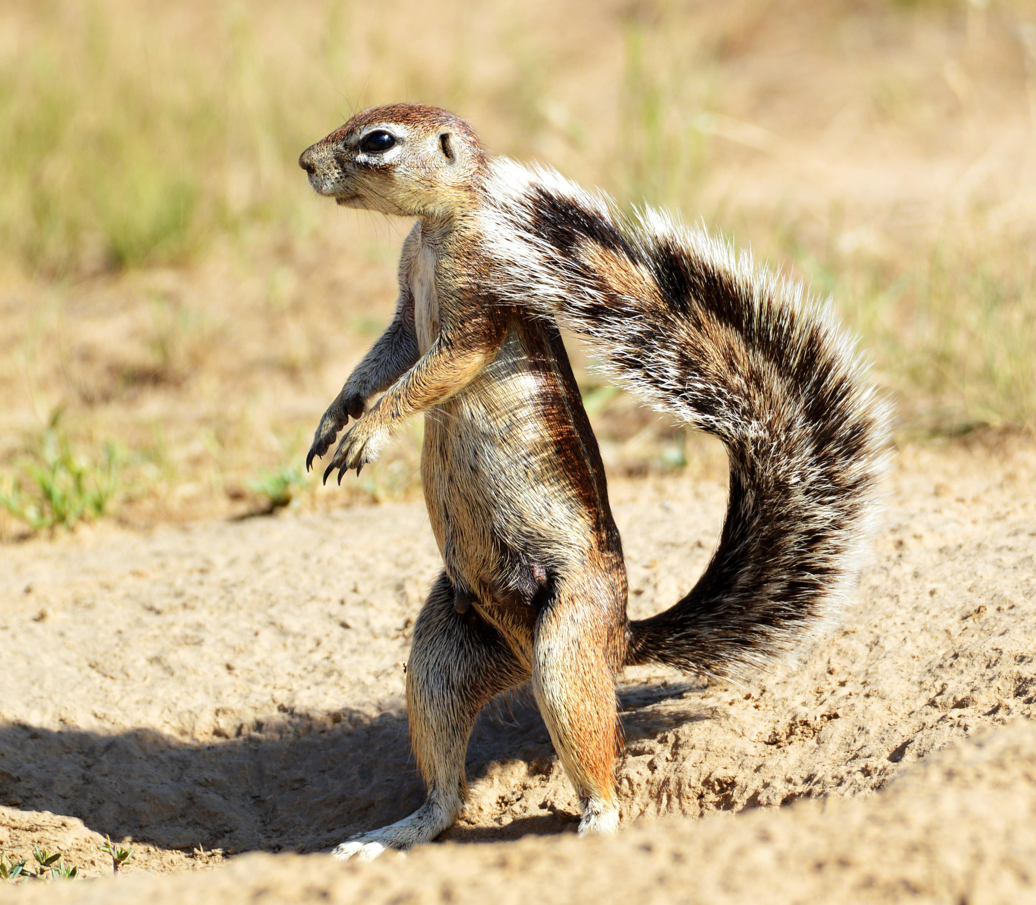 Nikon D3200 sample photo. Female cape ground squirrel () photography