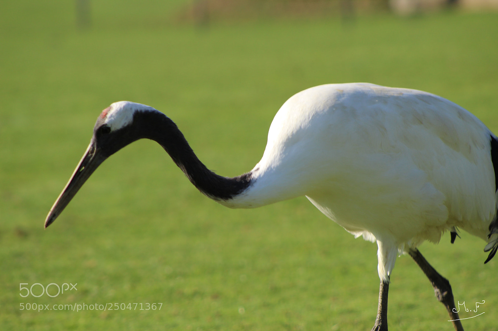 Canon EOS 1300D (EOS Rebel T6 / EOS Kiss X80) sample photo. Bird photography