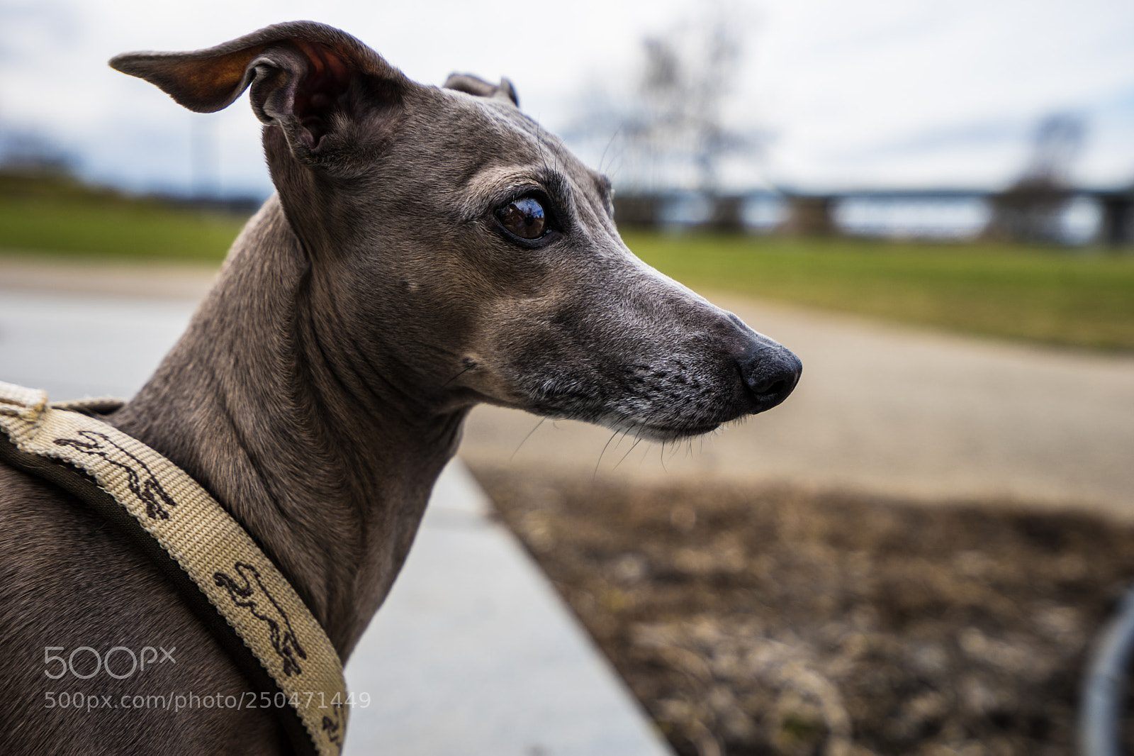 Sony a7 II sample photo. Cara photography