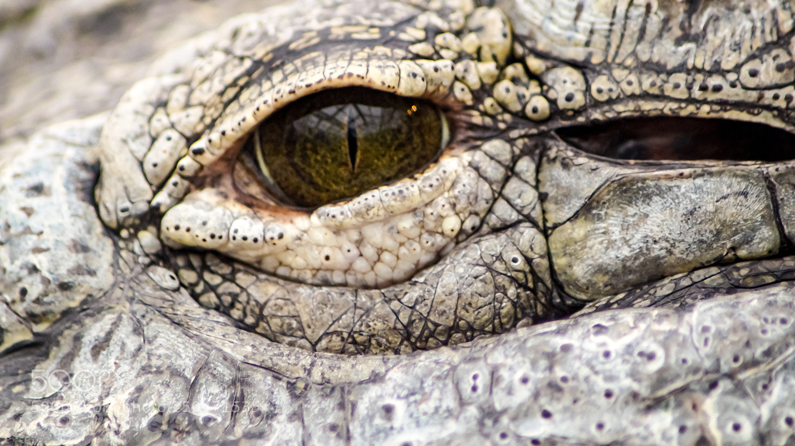 Sony SLT-A58 sample photo. Nile crocodile photography