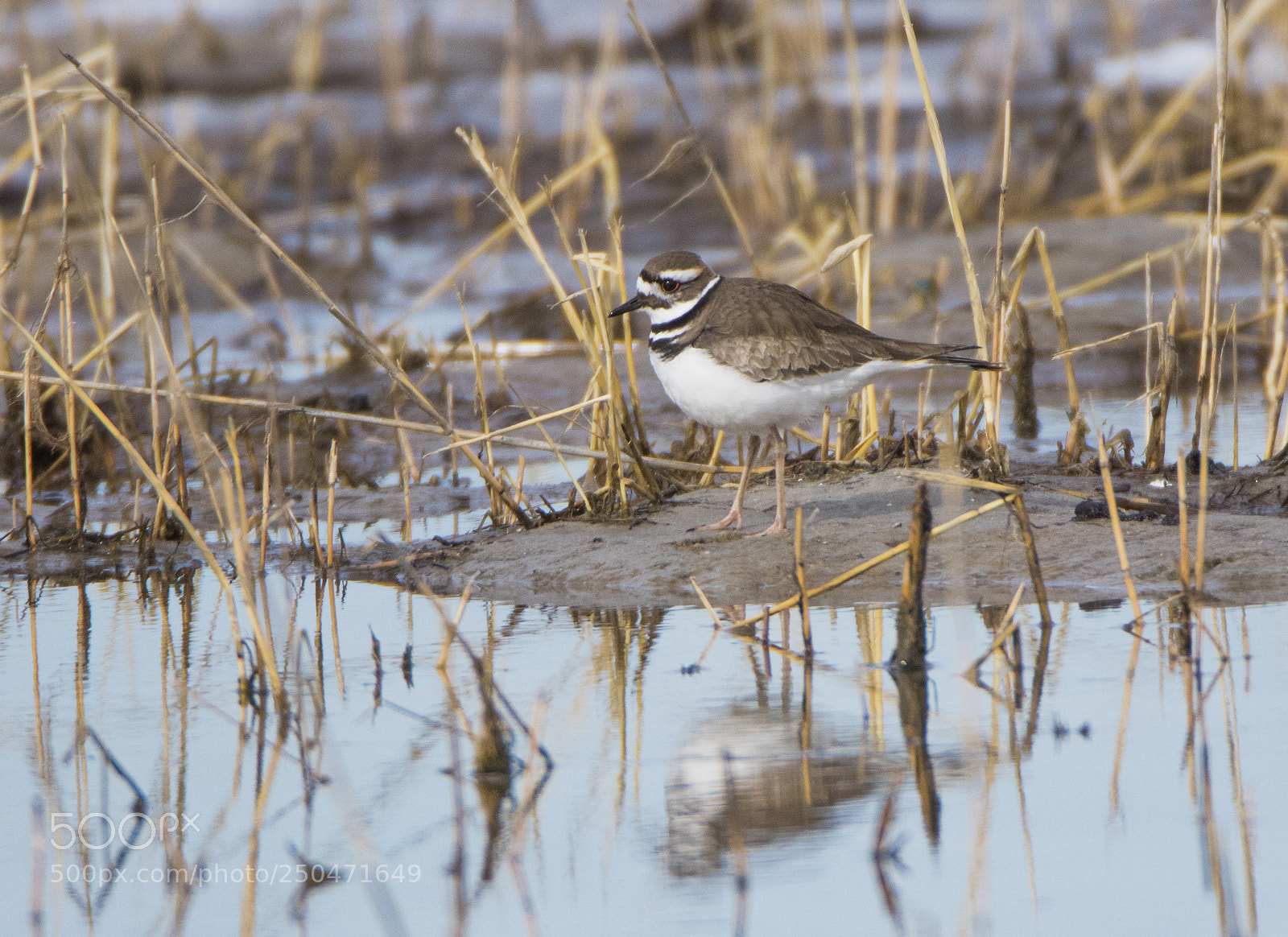 Canon EOS 80D sample photo. Killdeer in the spring photography