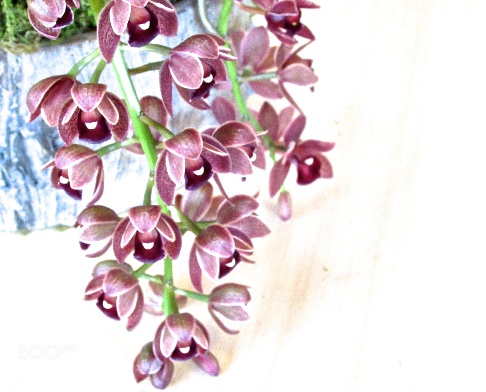 Canon PowerShot SX510 HS sample photo. Ikebana orchid photography