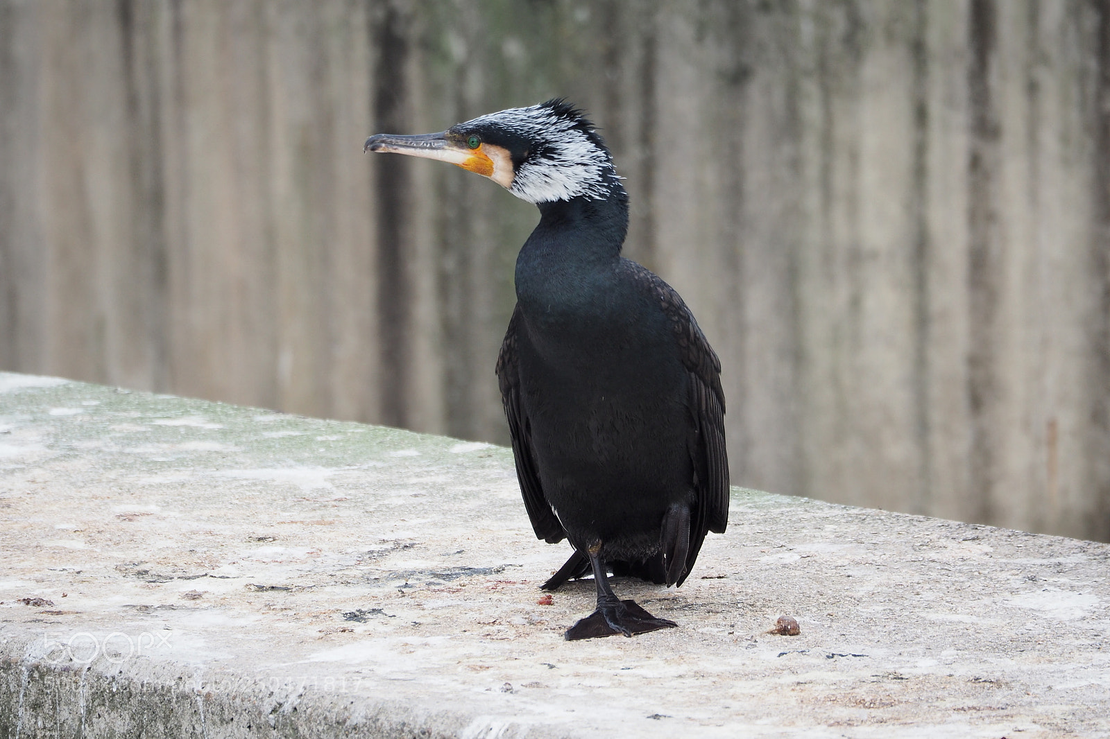 Olympus OM-D E-M10 II sample photo. Kormoran photography