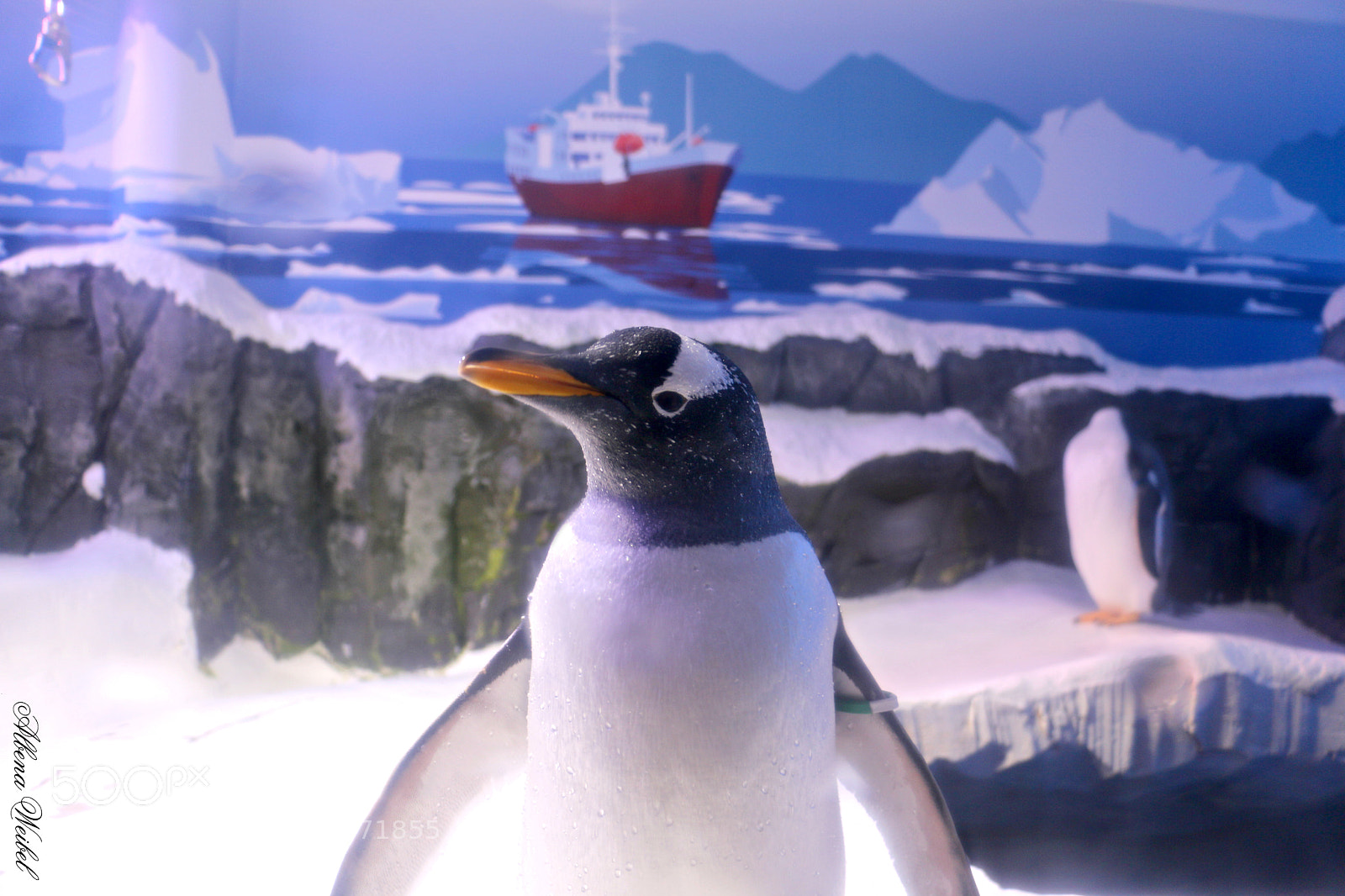 Canon EOS 70D sample photo. Iceberg penguin... photography