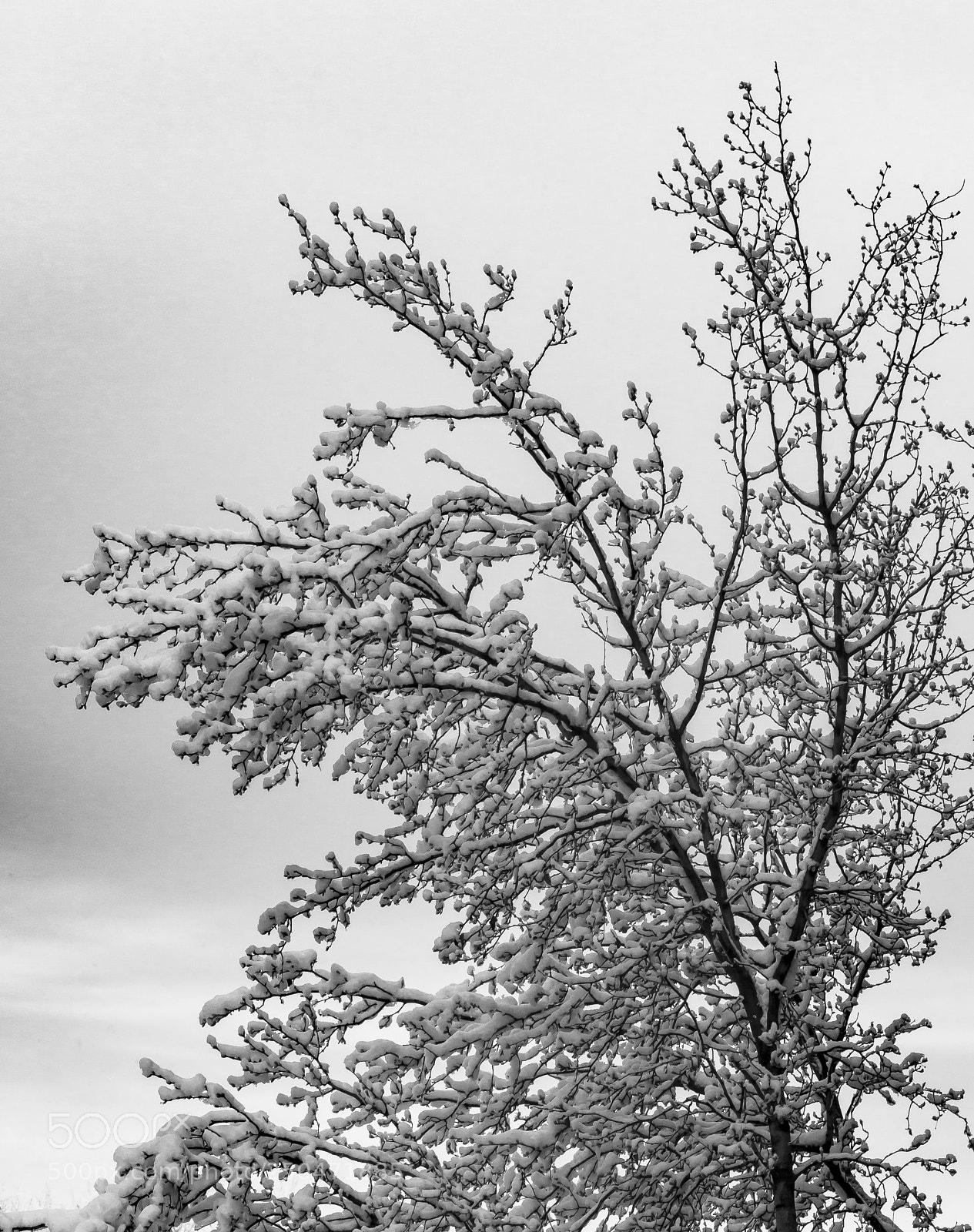 Canon EOS 60D sample photo. Snow trees clouds and photography