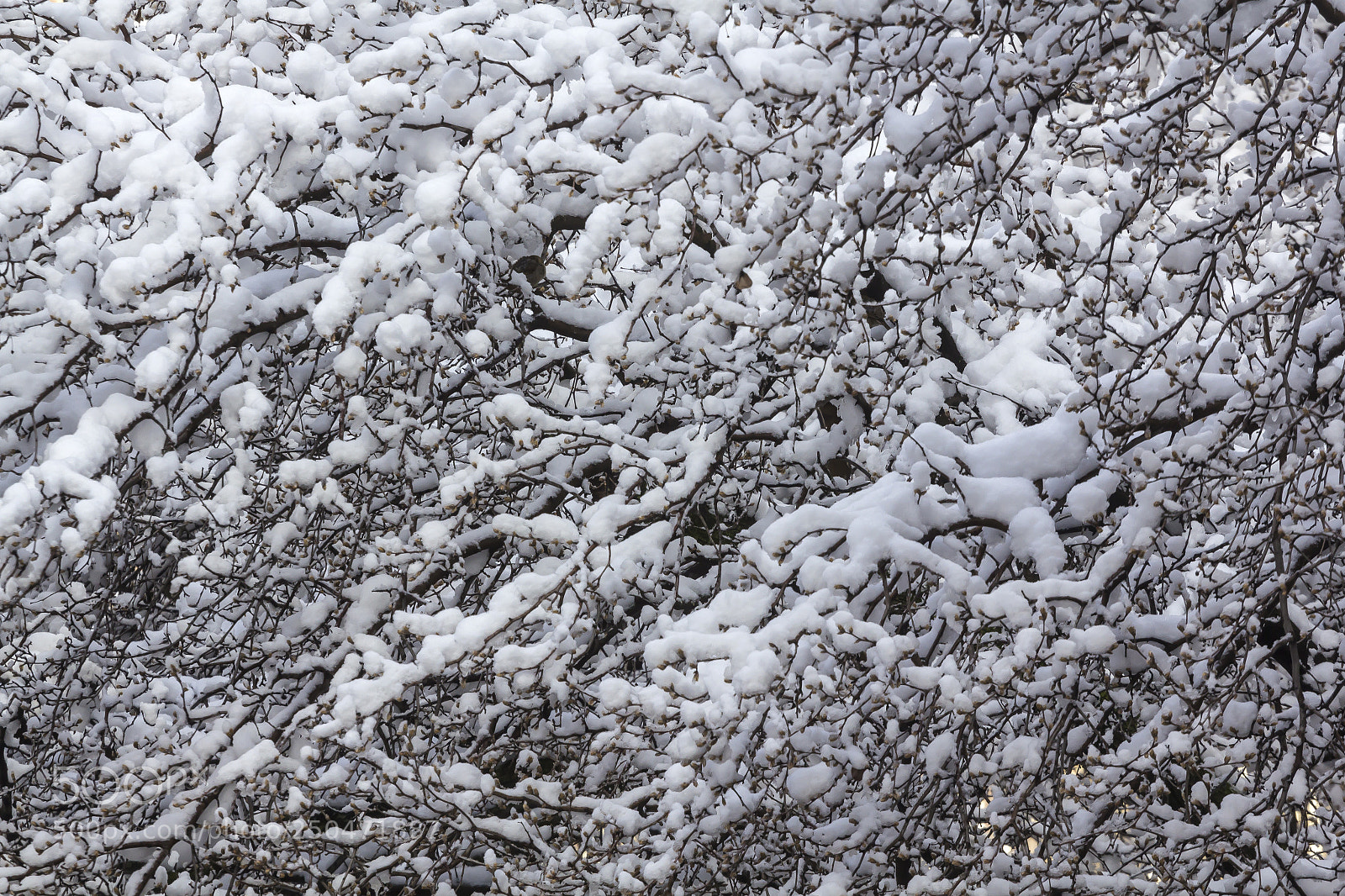 Canon EOS 60D sample photo. Snow on branches photography