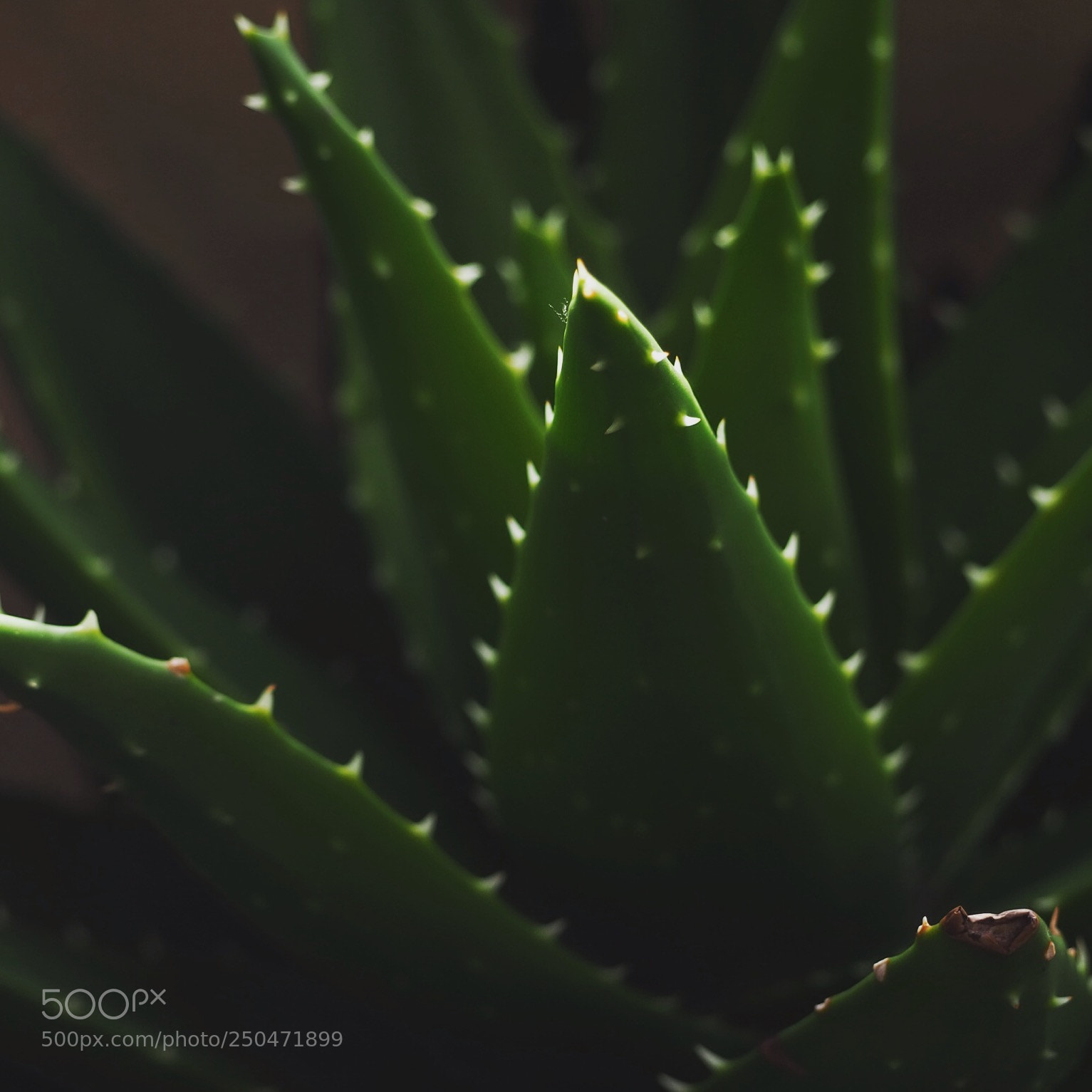 Olympus OM-D E-M10 III sample photo. Catus photography