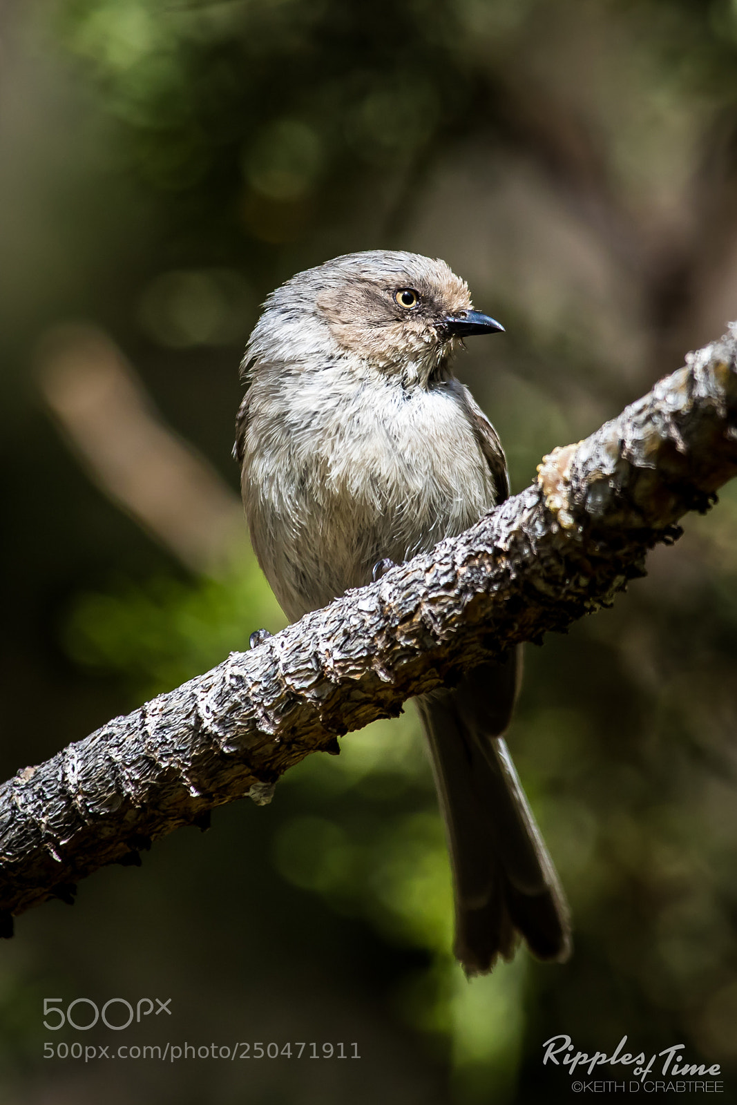 Canon EOS 7D Mark II sample photo. Bushtit in oregon photography