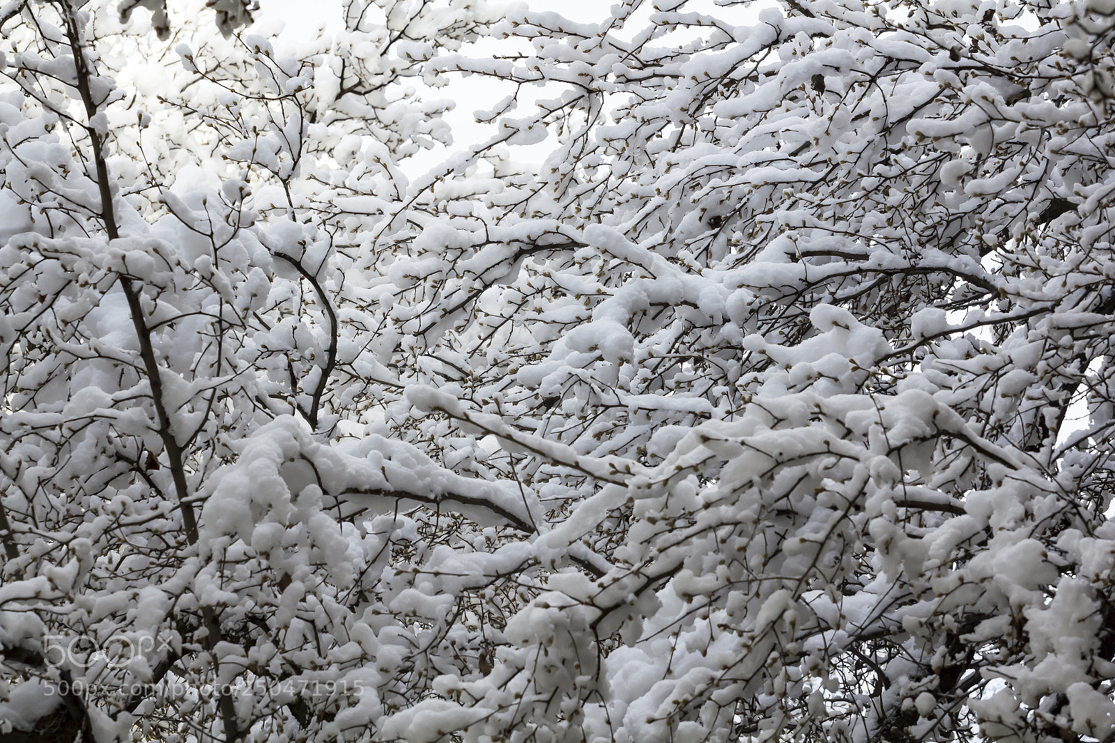 Canon EOS 60D sample photo. Snow on branches photography
