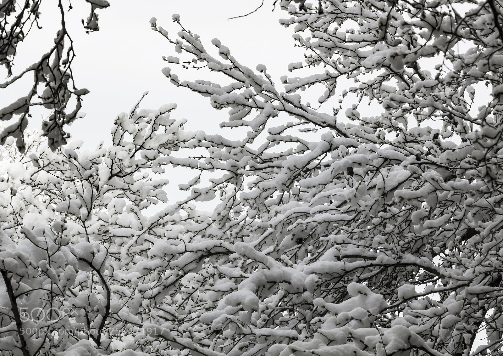 Canon EOS 60D sample photo. Snow and branches photography