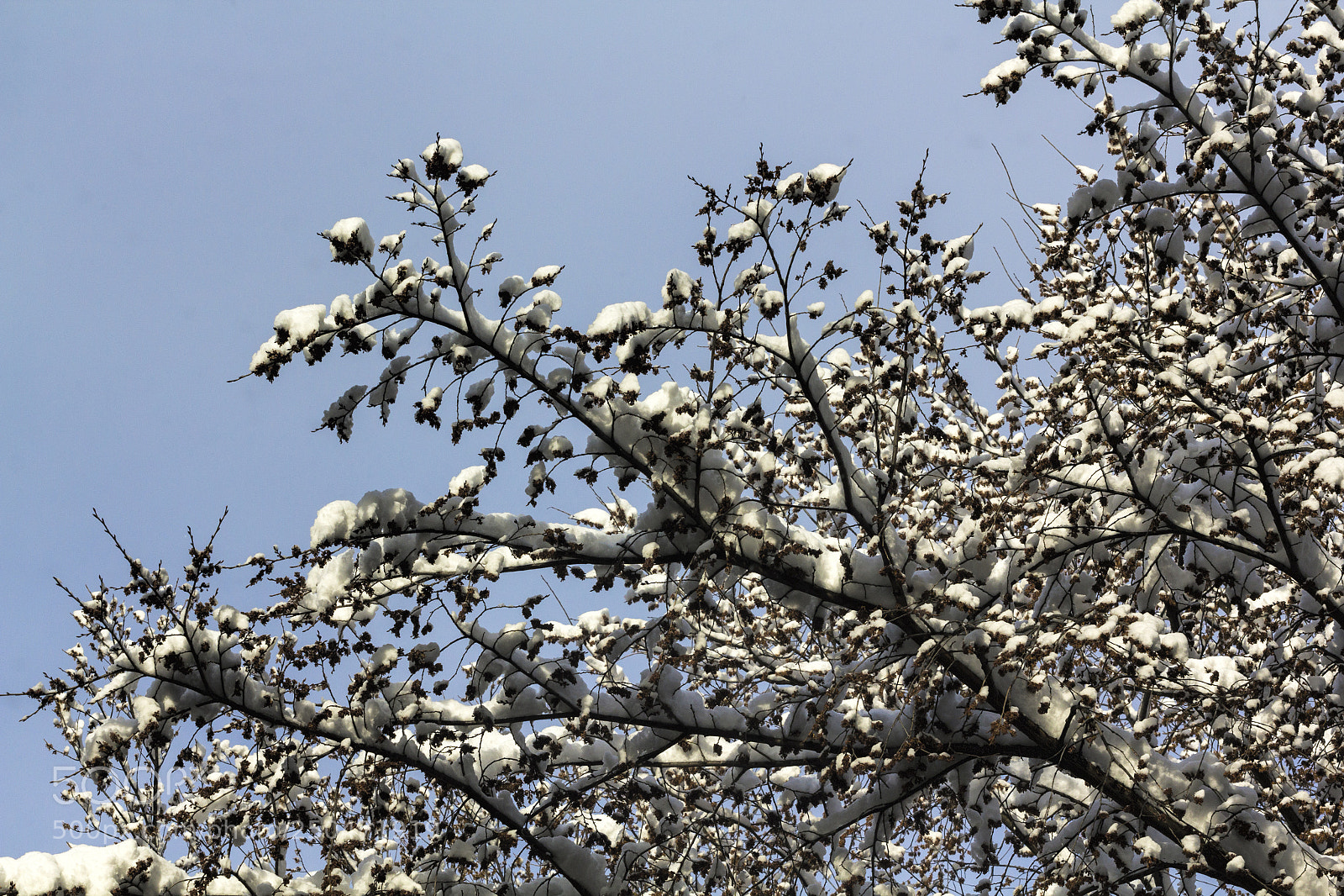 Canon EOS 60D sample photo. Snow branches and leaves photography