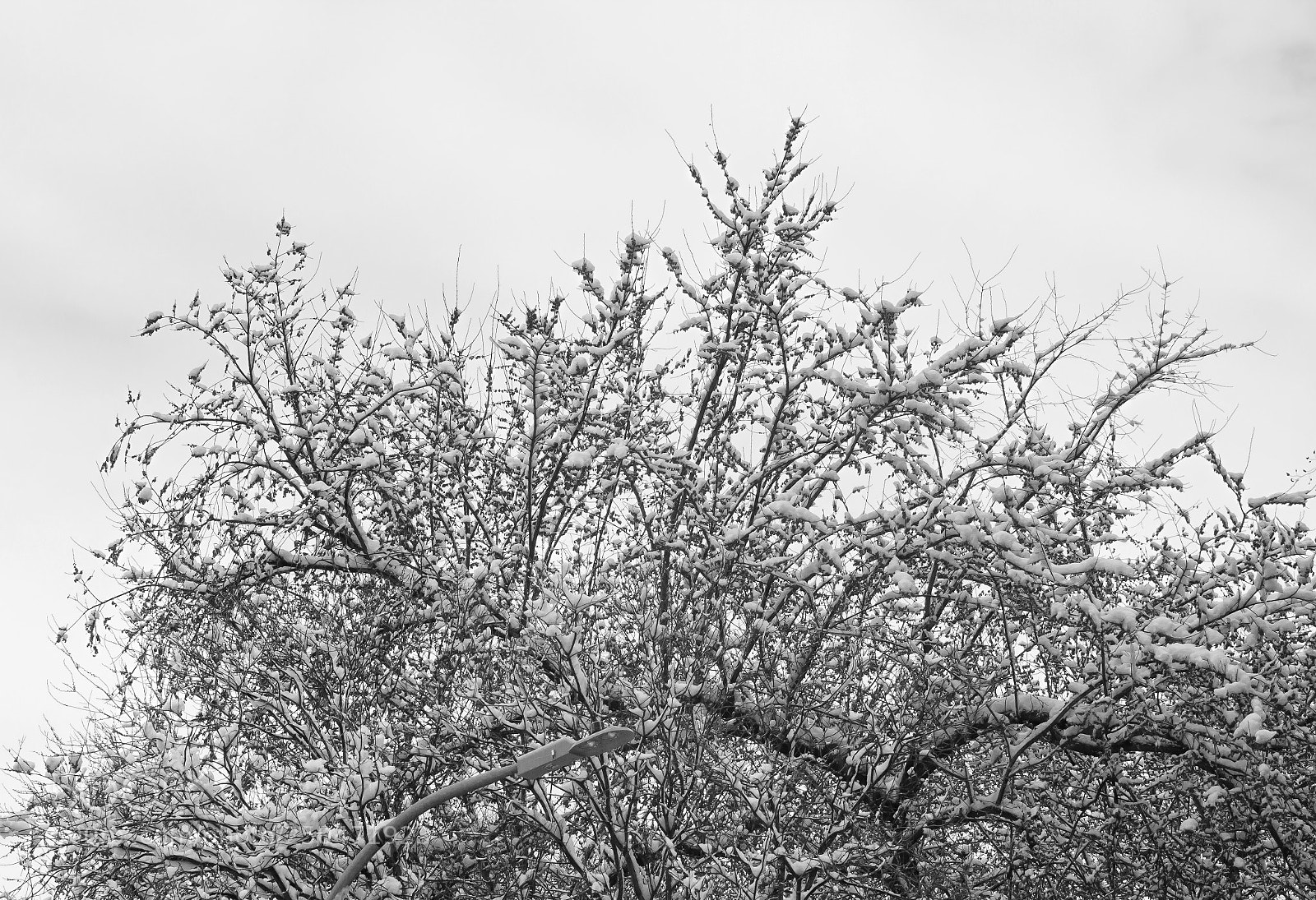 Canon EOS 60D sample photo. Snow and trees photography