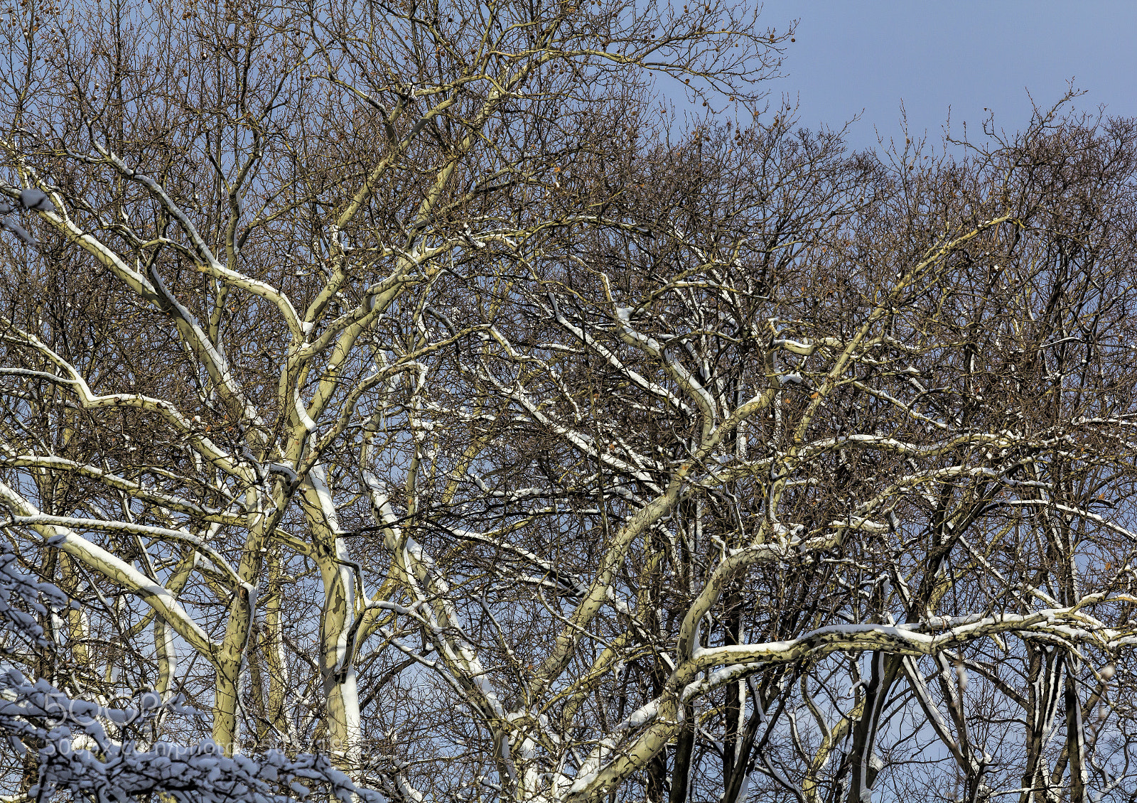 Canon EOS 60D sample photo. Snow and trees photography