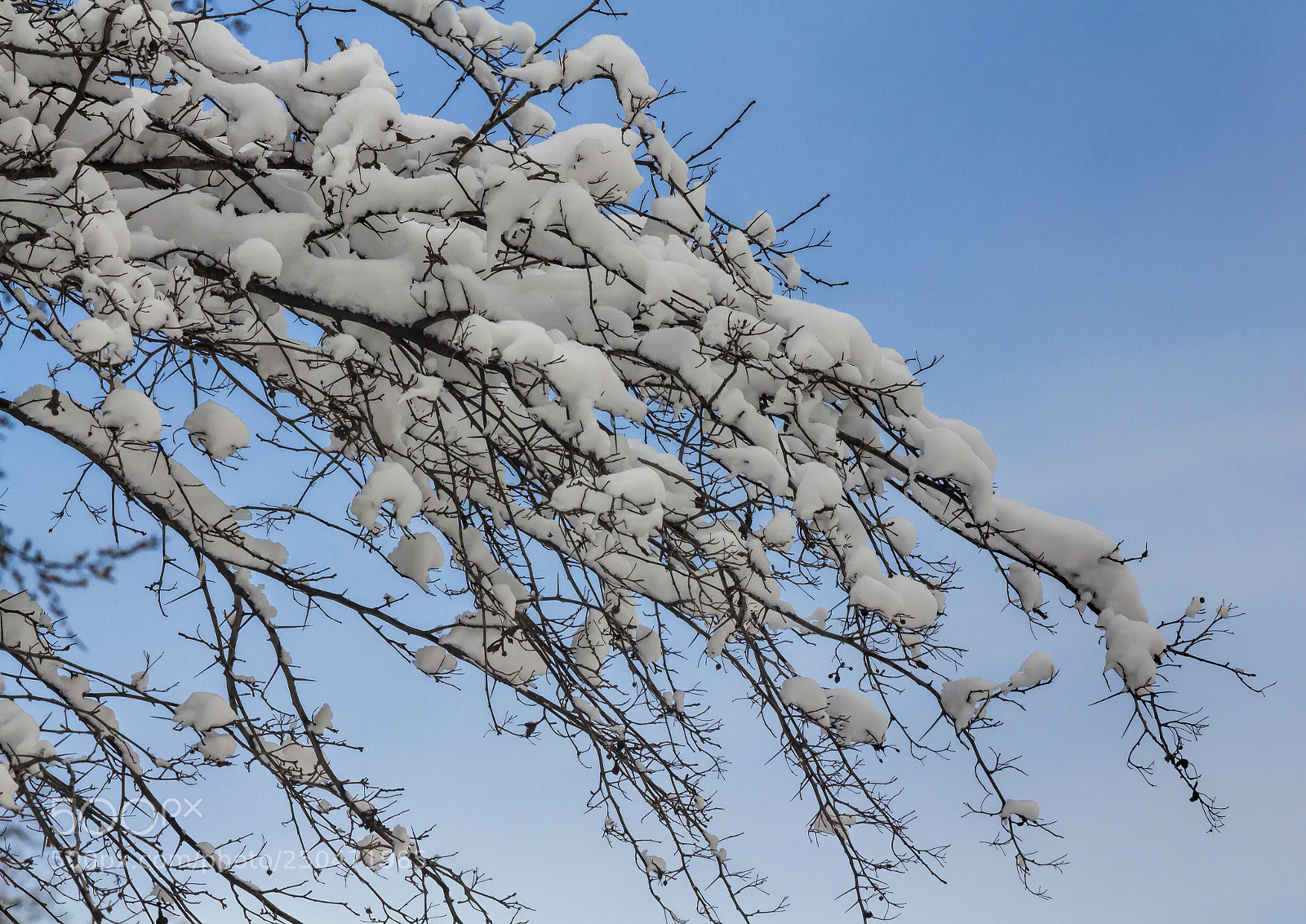Canon EOS 60D sample photo. Snow and branches photography