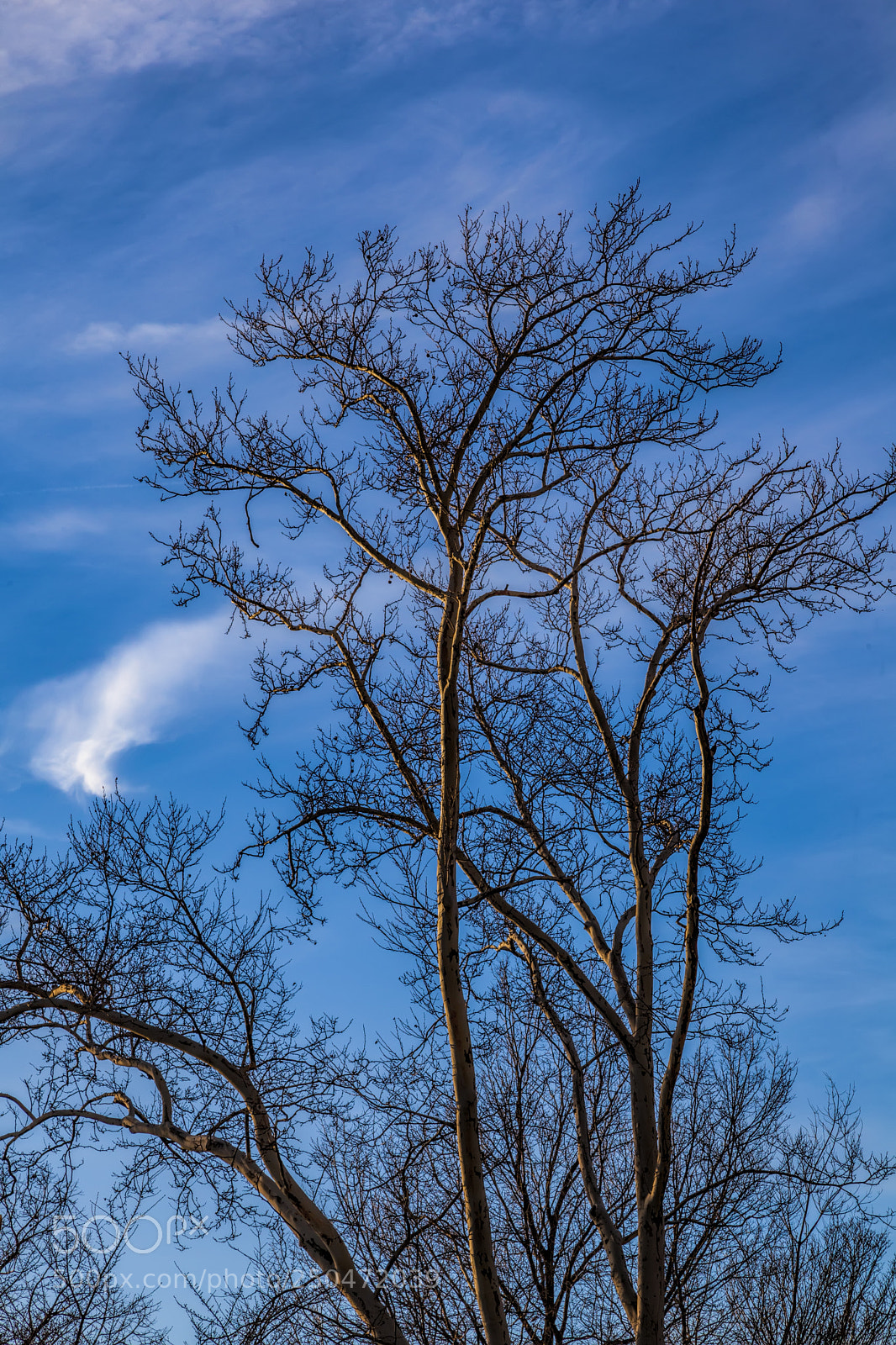 Canon EOS 5D Mark II sample photo. Sunset and trees photography