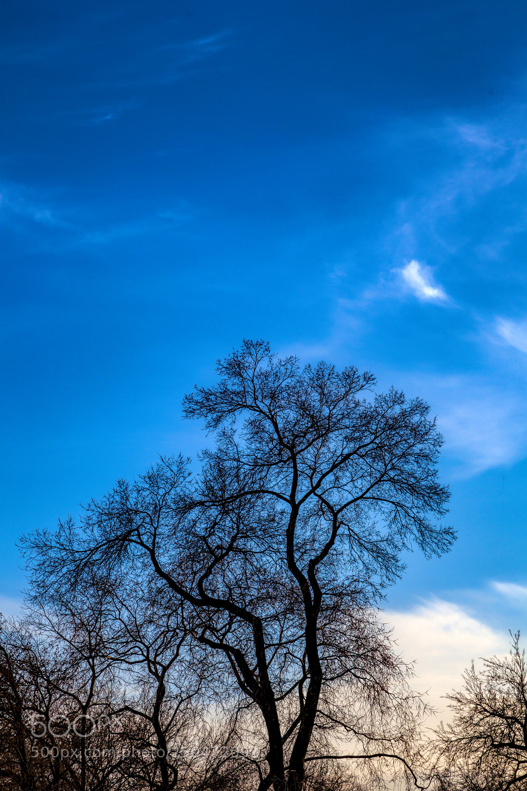 Canon EOS 5D Mark II sample photo. Sunset and trees photography