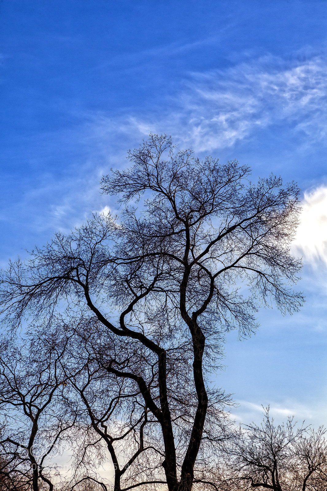 Canon EOS 5D Mark II sample photo. Sunset clouds and trees photography