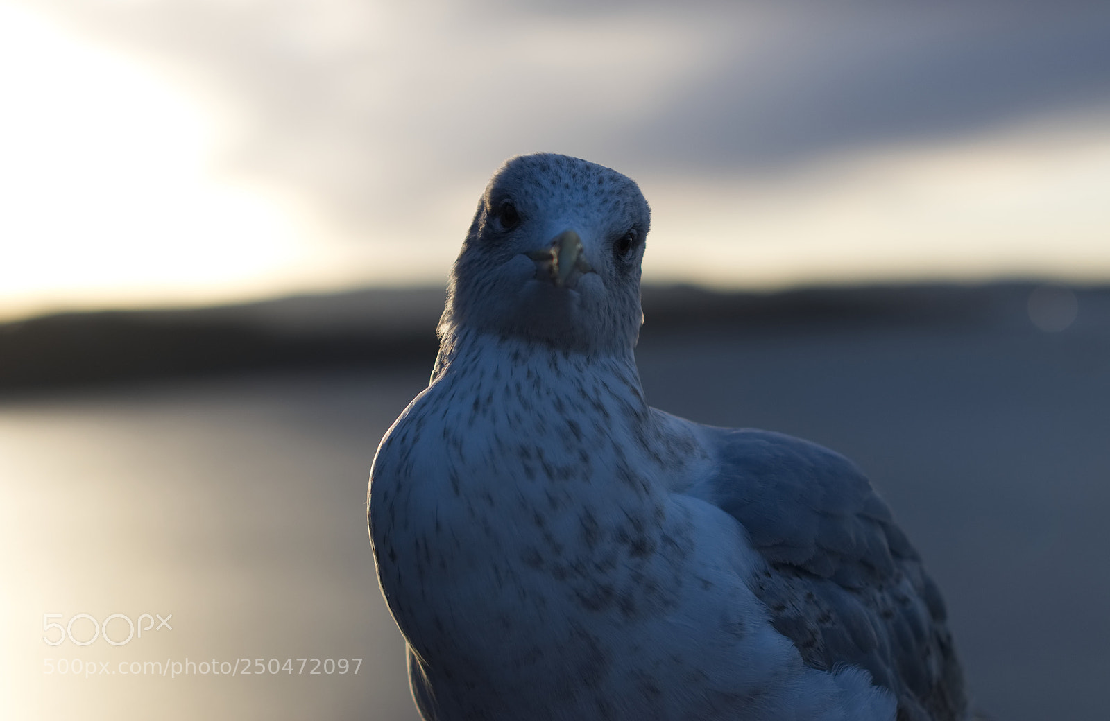 Nikon D5500 sample photo. Seagull in oslo photography
