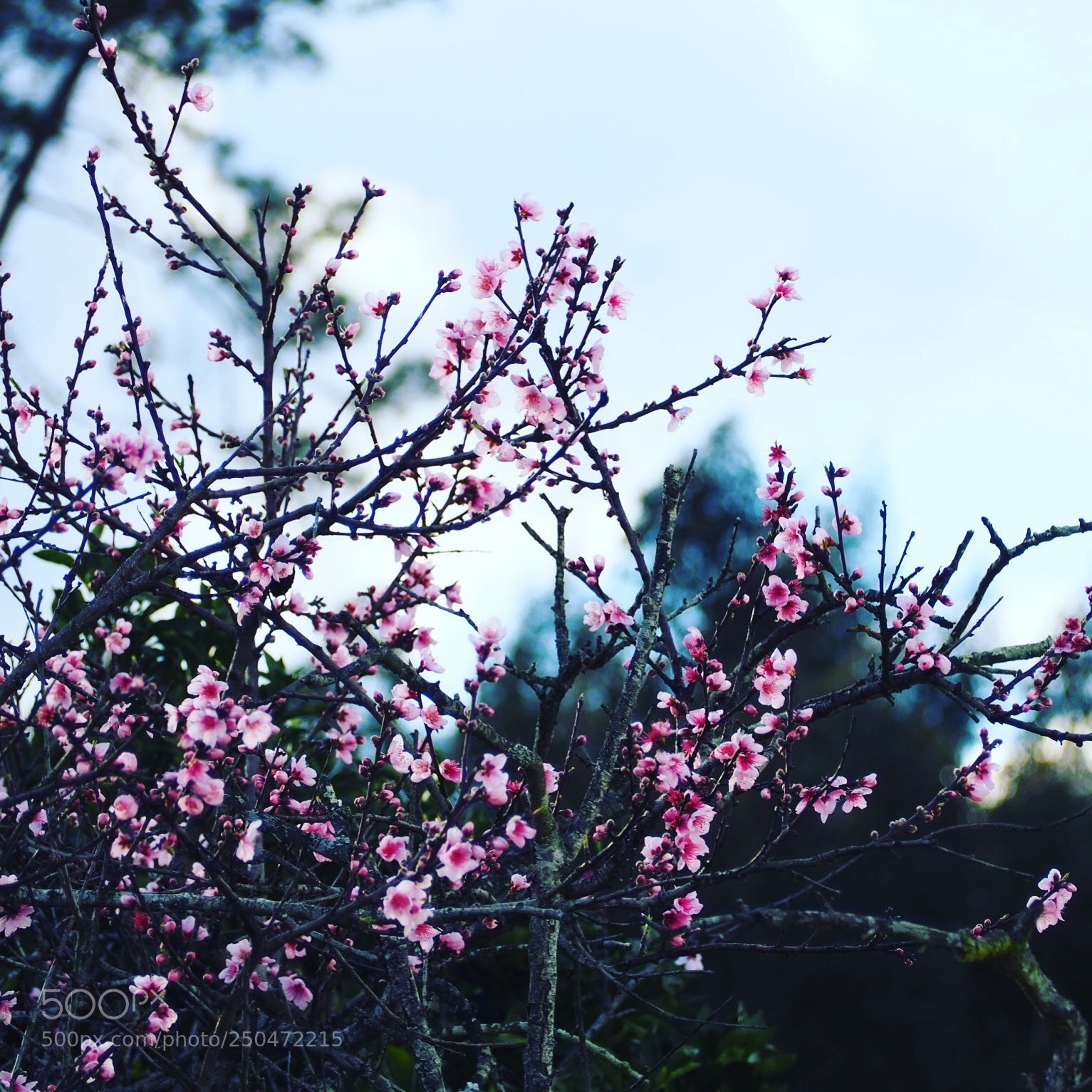 Olympus OM-D E-M10 III sample photo. Spring in portugal photography