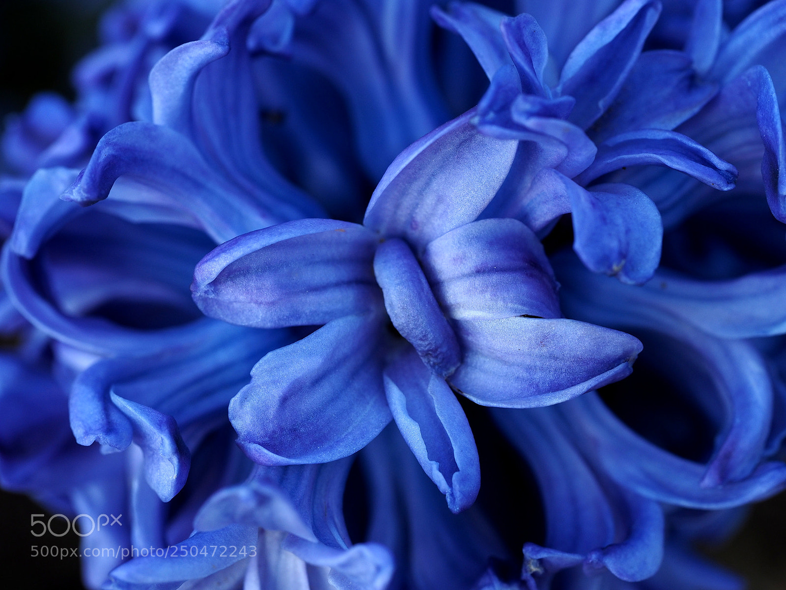 Olympus OM-D E-M1 sample photo. Blue flowers increased photography