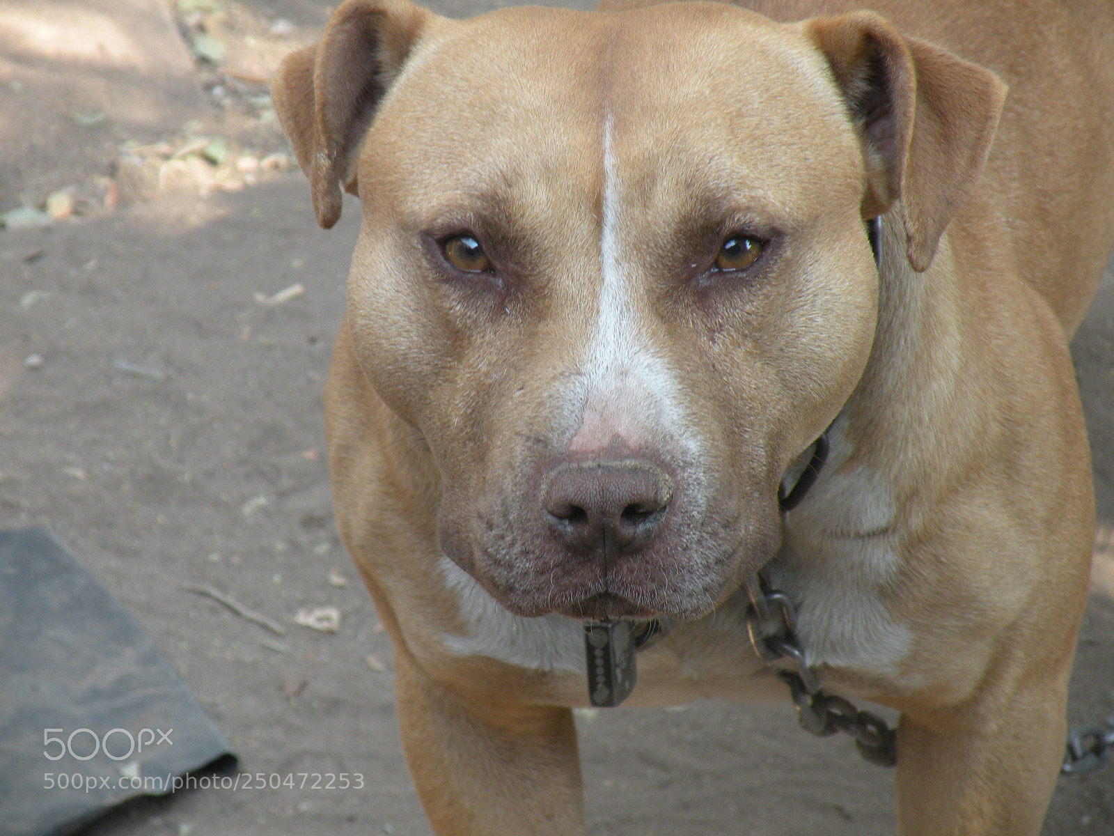 Nikon Coolpix P80 sample photo. Sad photography