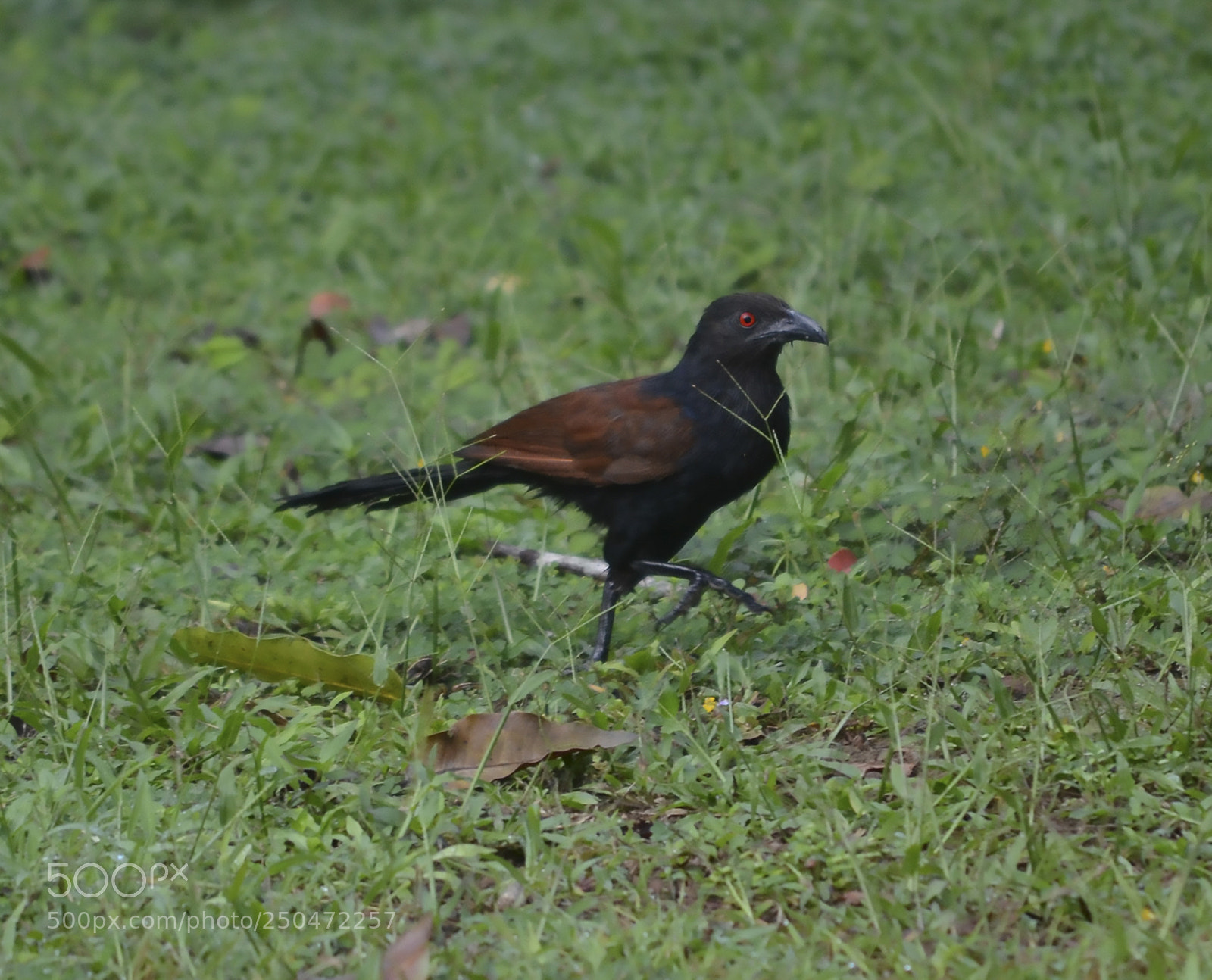 Nikon D7000 sample photo. Mighty bird photography