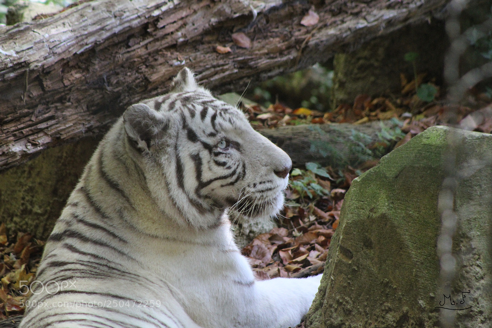 Canon EOS 1300D (EOS Rebel T6 / EOS Kiss X80) sample photo. White tiger photography