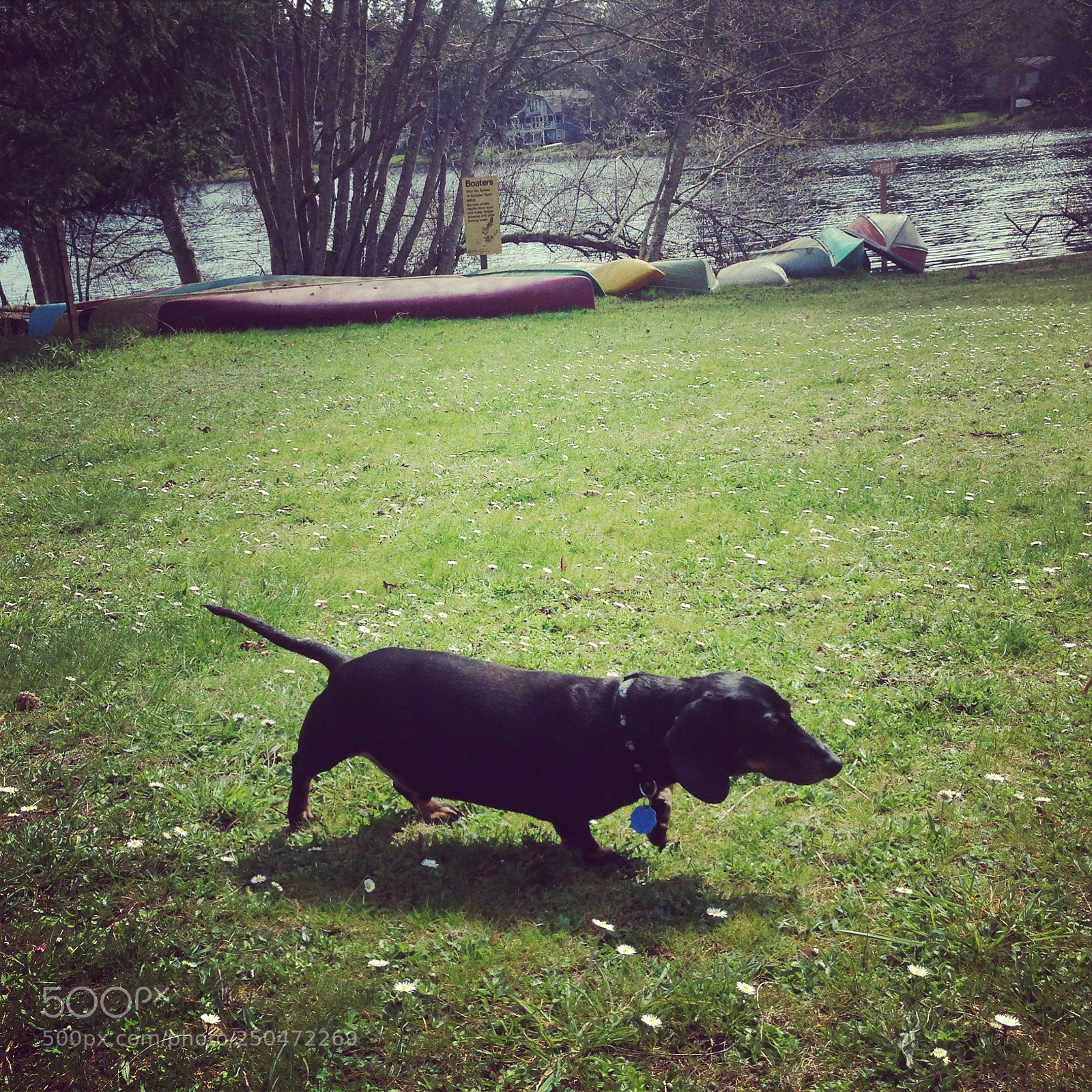 Apple iPhone 5 sample photo. National dog day :) photography