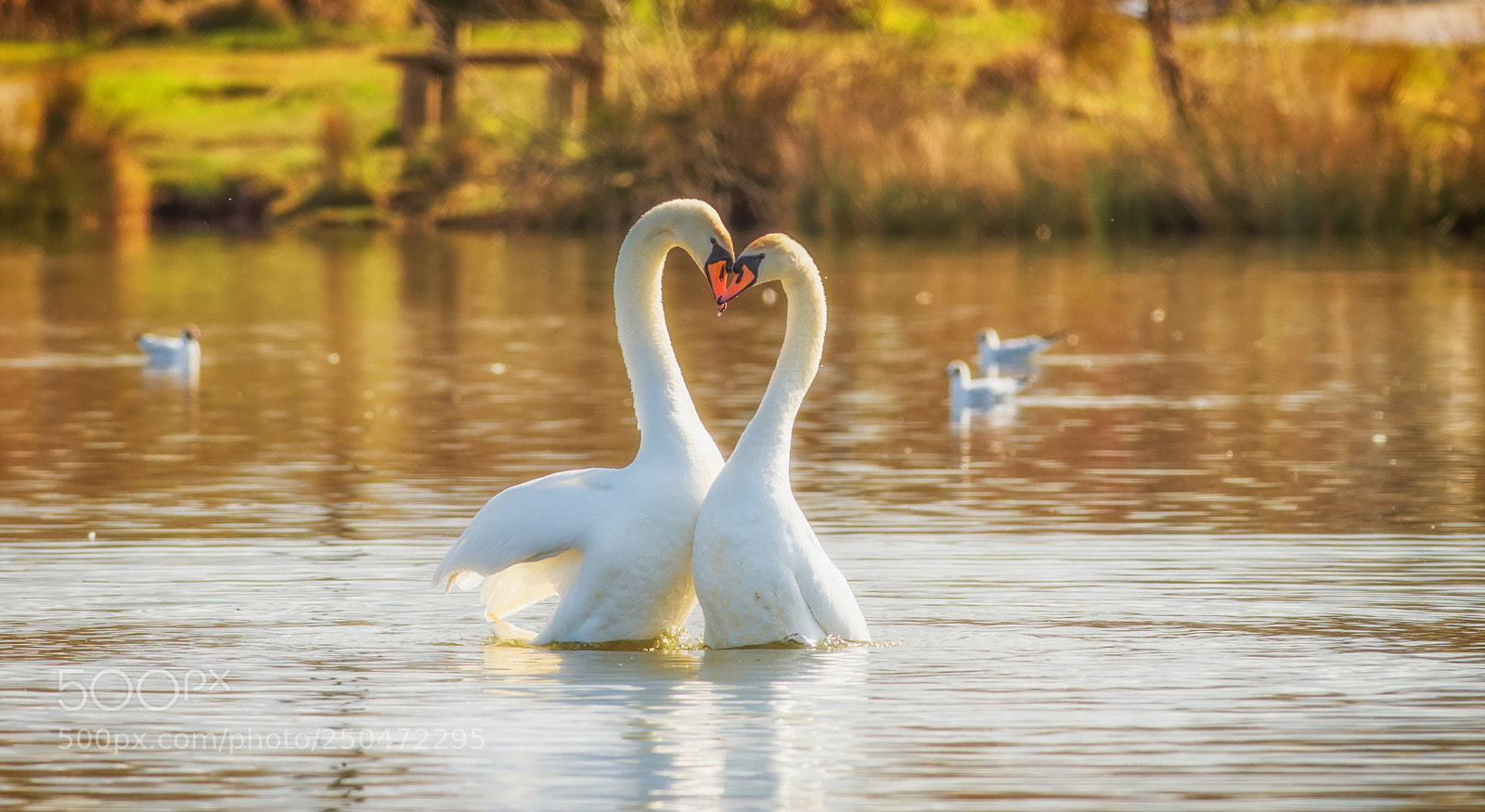 Nikon D810 sample photo. Love is.. photography