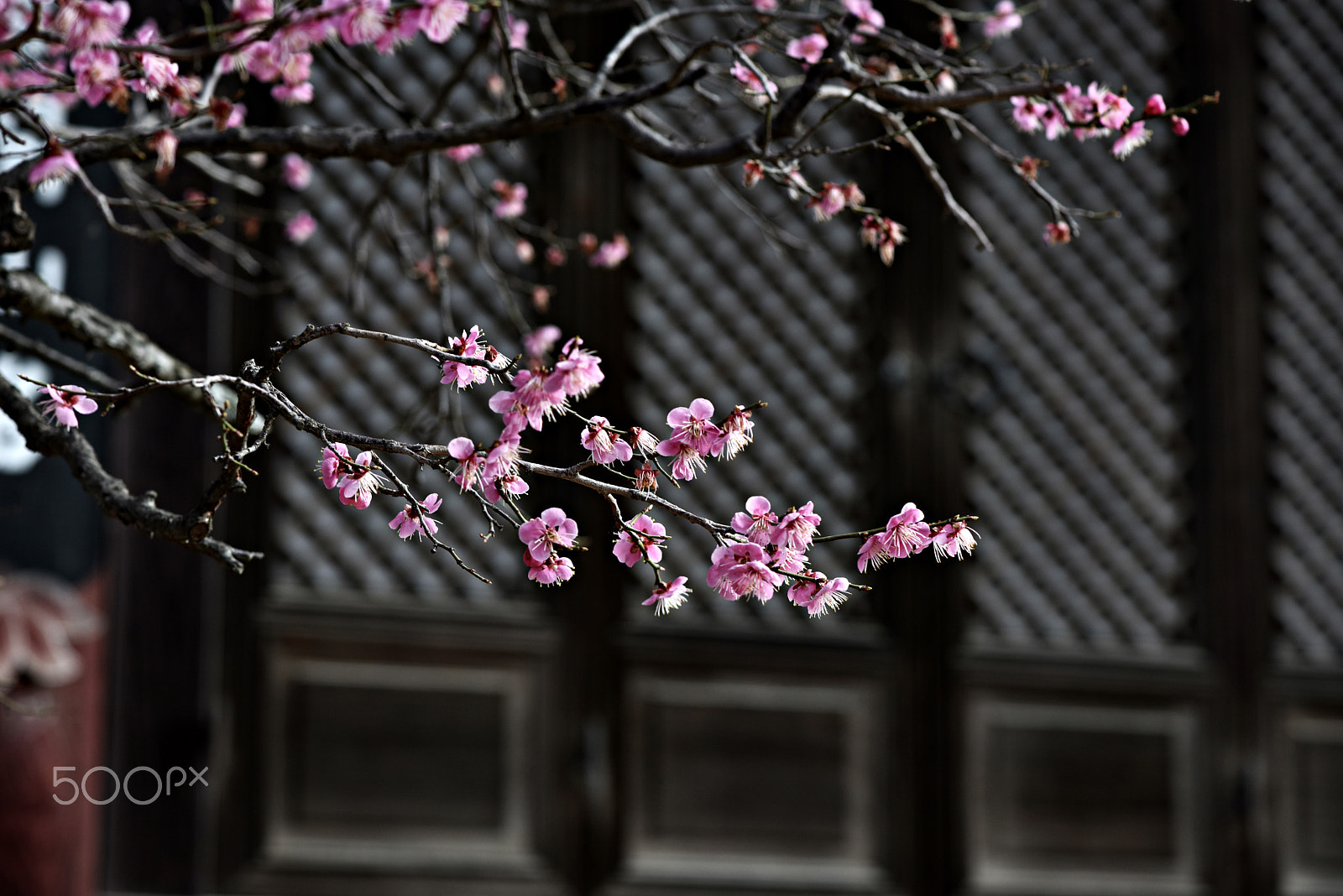 Nikon AF-S Micro-Nikkor 105mm F2.8G IF-ED VR sample photo. At the temple photography