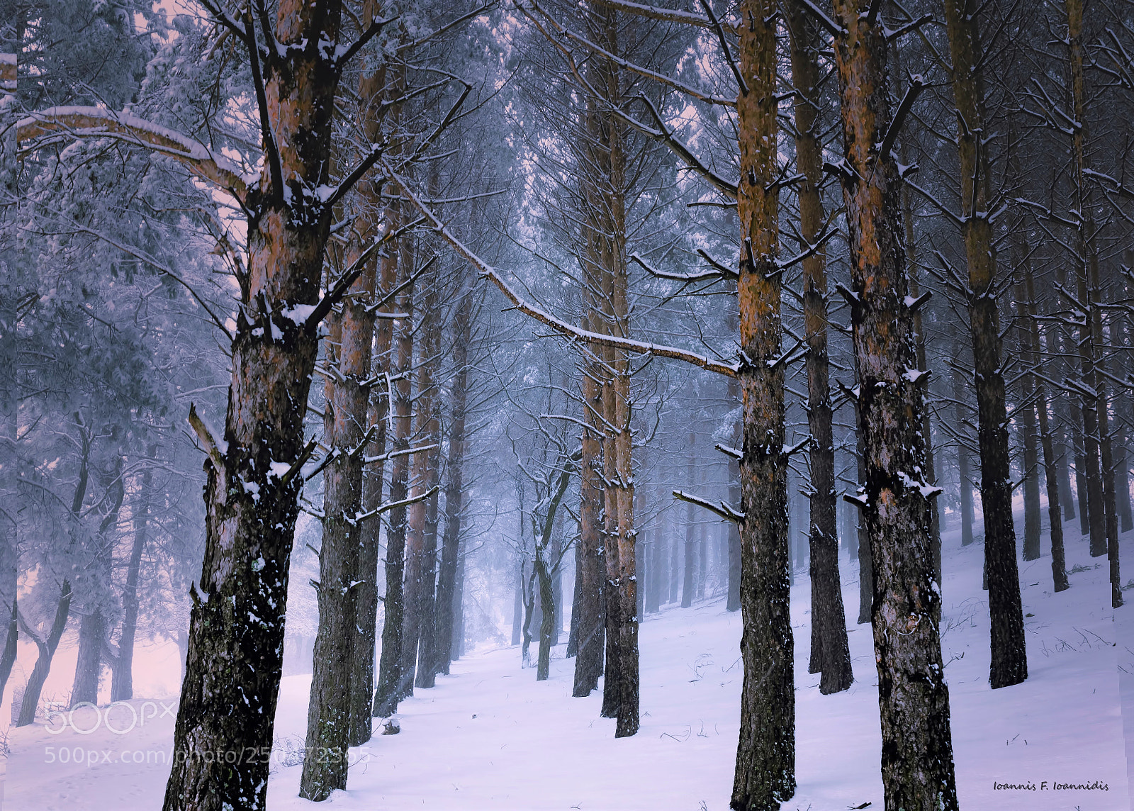Nikon D7000 sample photo. The forest of the photography