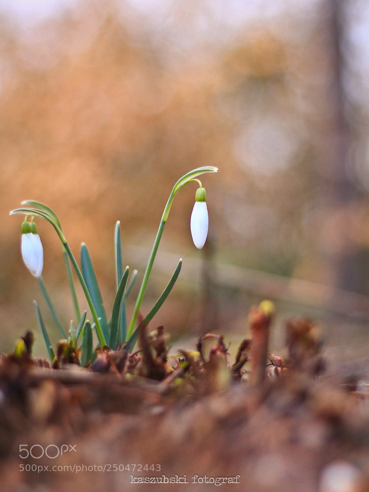 Canon EOS 1200D (EOS Rebel T5 / EOS Kiss X70 / EOS Hi) sample photo. Spring is comming photography