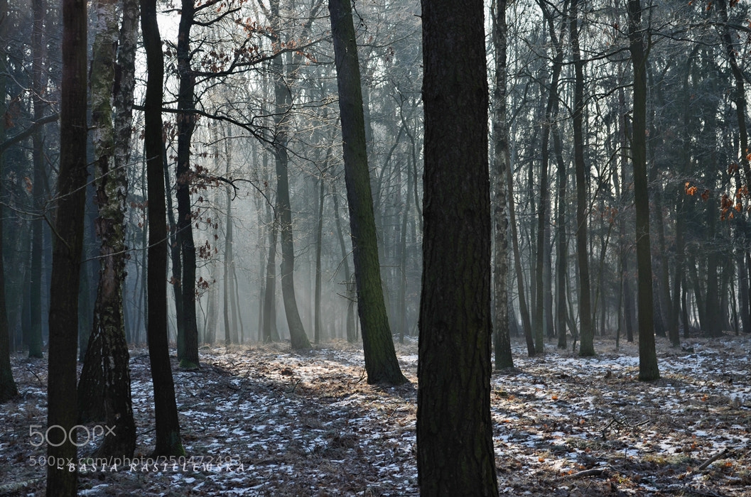 Nikon D5100 sample photo. Forest moods... photography