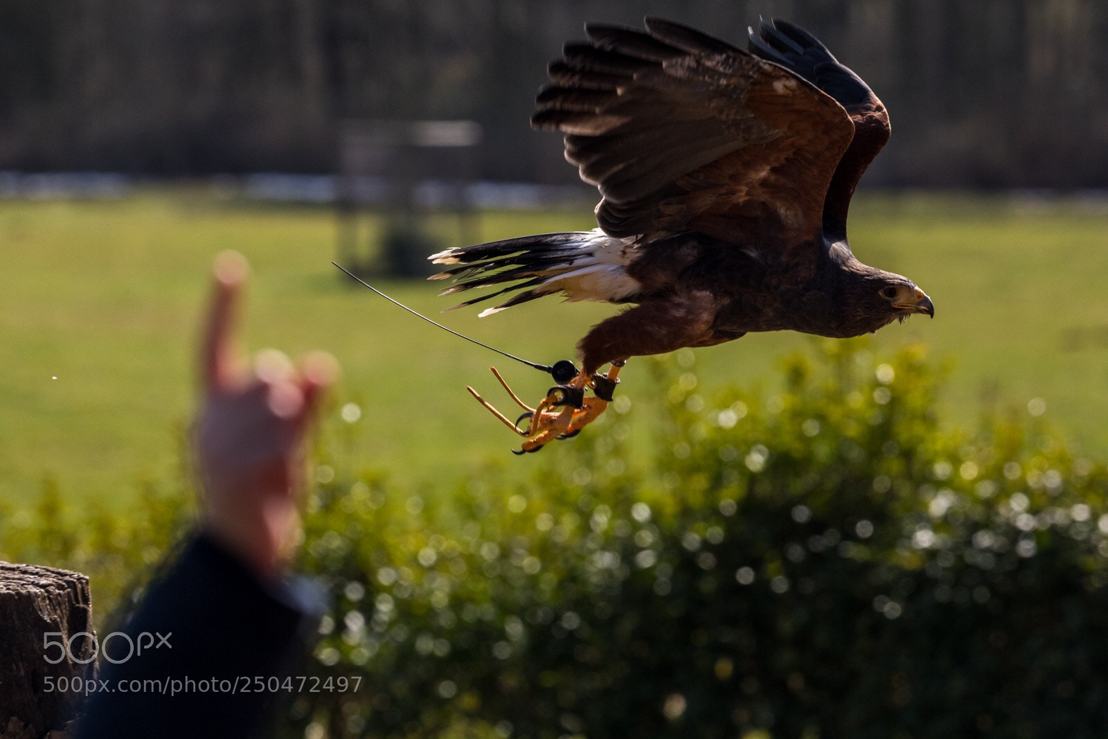 Canon EOS 5D Mark IV sample photo. Reach for the sky photography