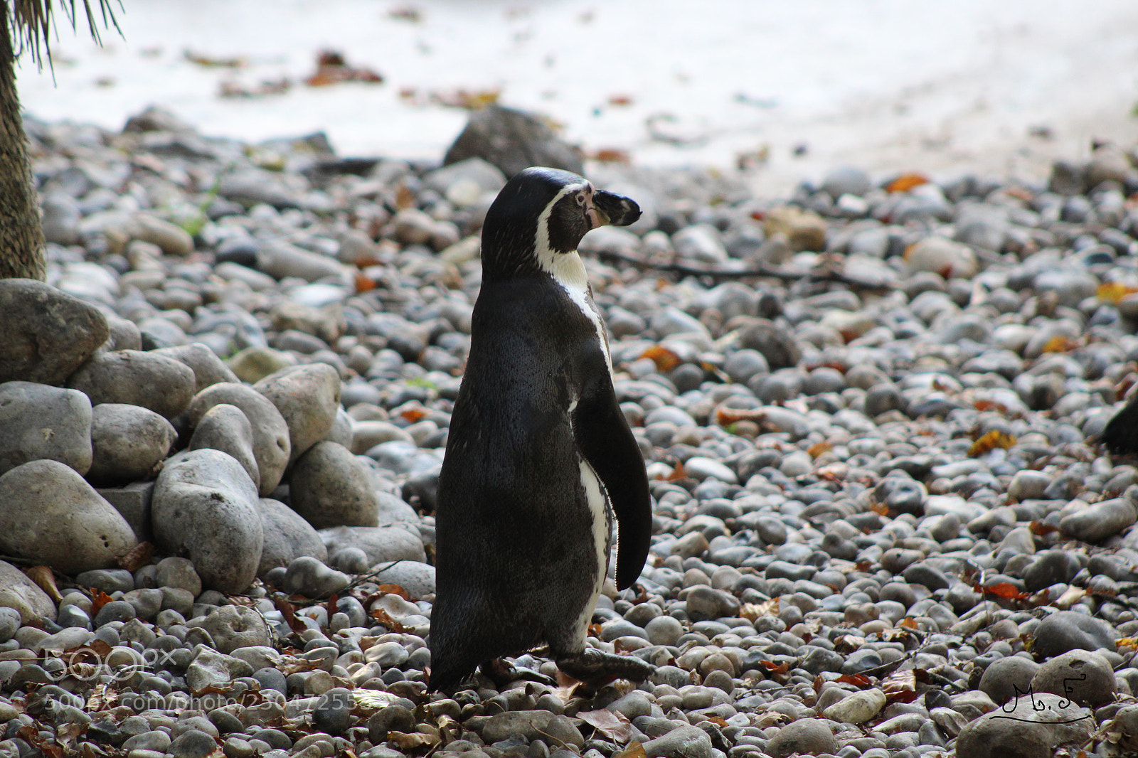 Canon EOS 1300D (EOS Rebel T6 / EOS Kiss X80) sample photo. Penguin photography