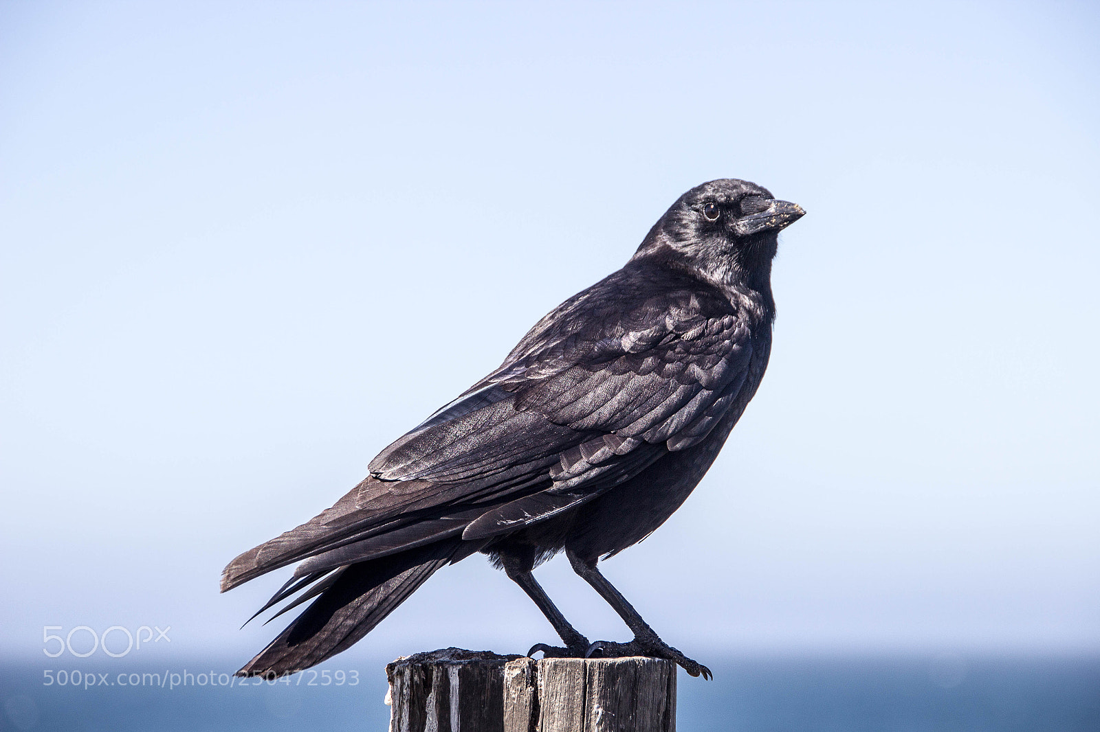 Canon EOS 600D (Rebel EOS T3i / EOS Kiss X5) sample photo. Raven photography